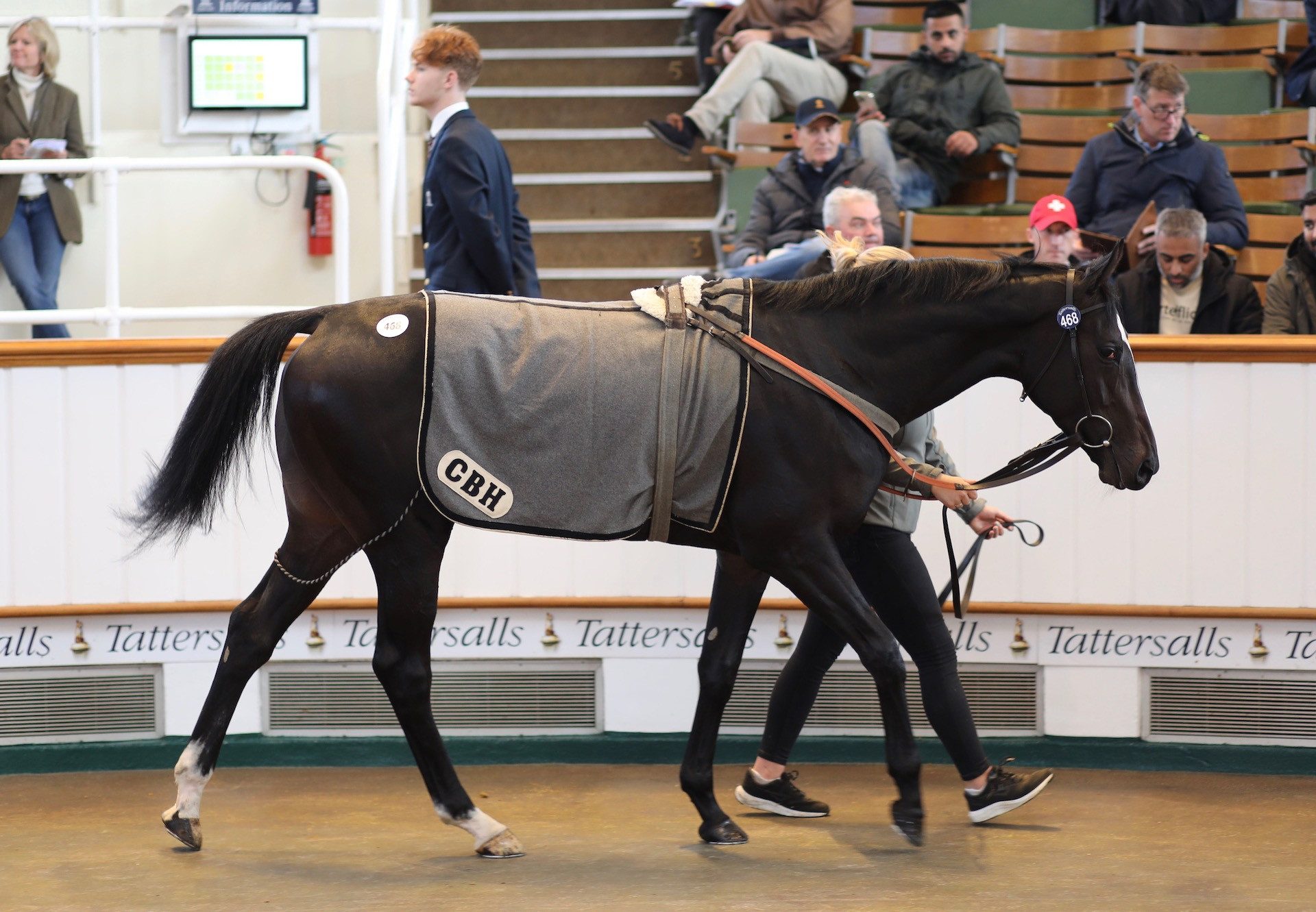 Inverness (Highland Reel) Sells For 380000Gns At The Tattersalls Hit Sale
