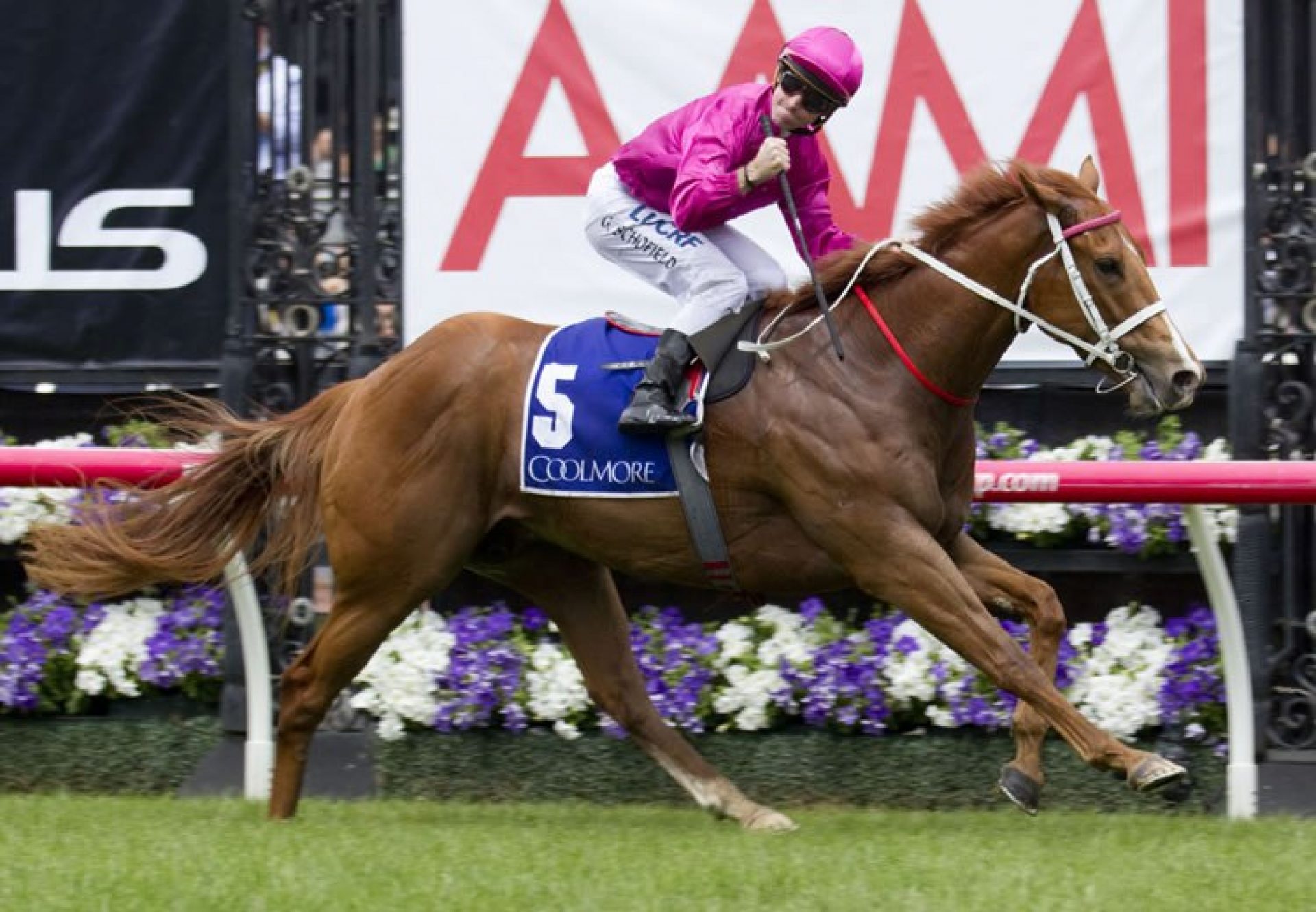 Japonisme (Choisir) winning the G1 Coolmore Stud Stakes at Flemington