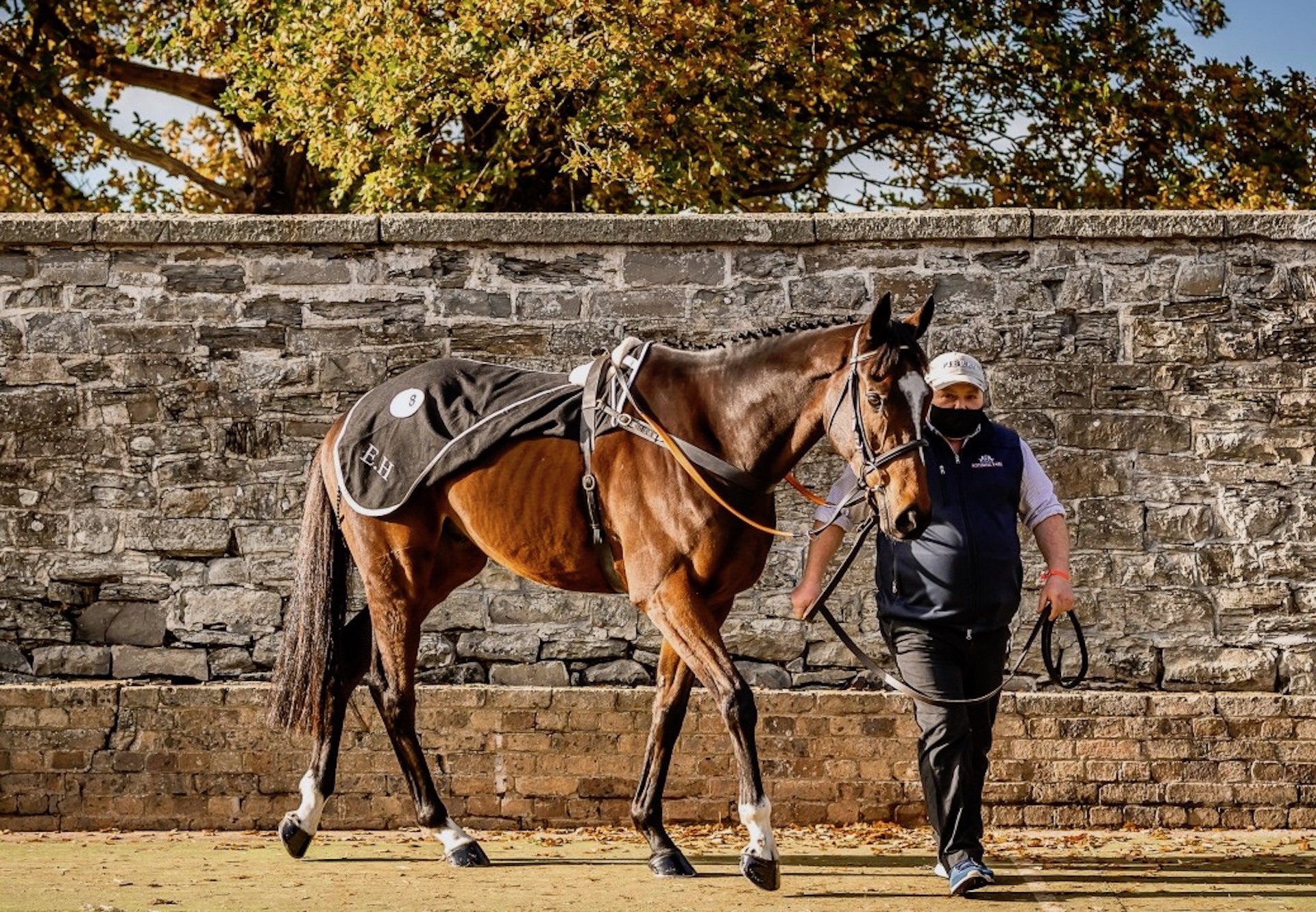 Jonbon (Walk In The Park) Breaks Records At The Goffs Uk November Sale