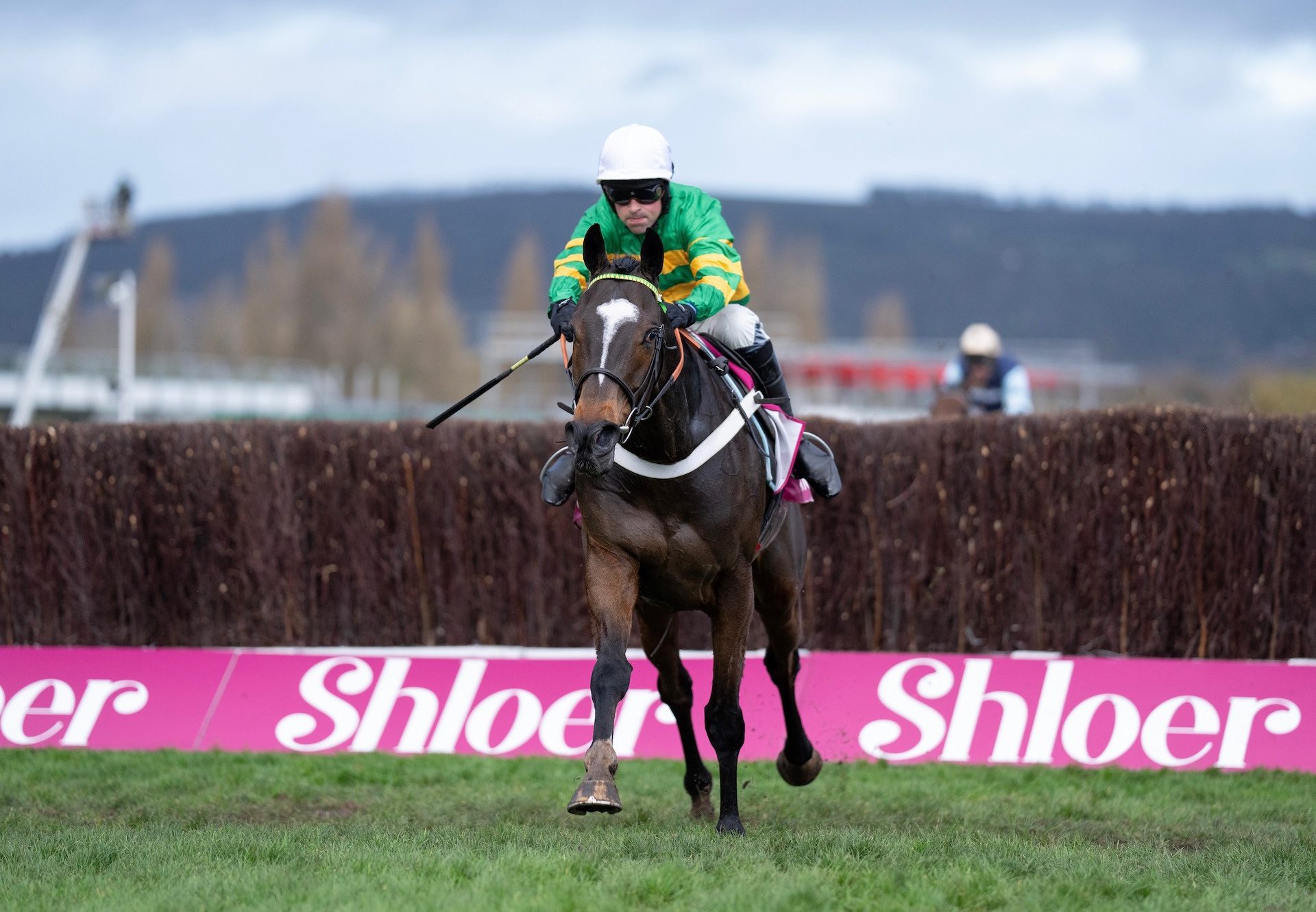 Jonbon (Walk In The Park) Wins The Grade 2 Schloer Chase at Cheltenham