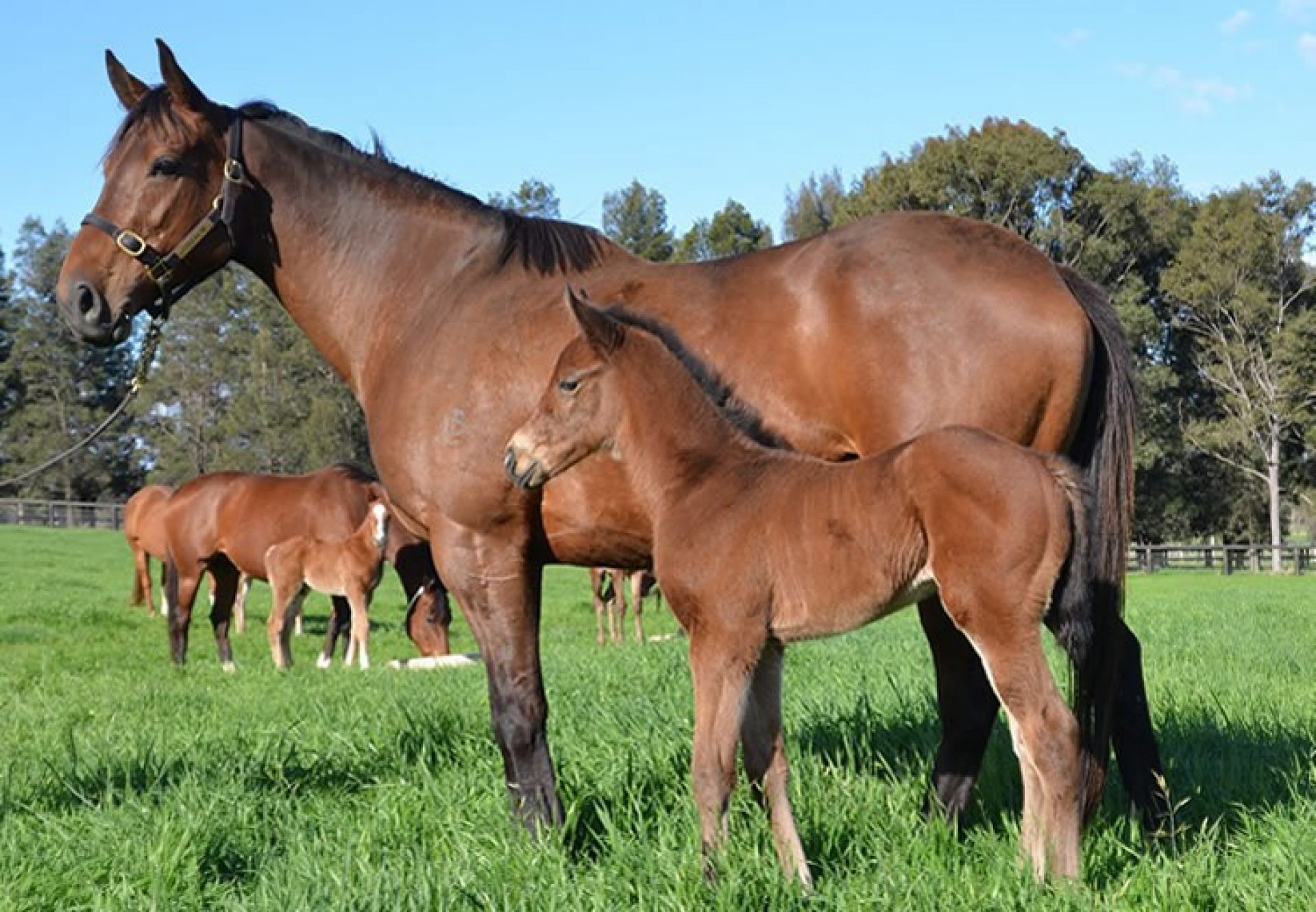 Justice Glory (Fastnet Rock) pictured as a foal at Coolmore Australia