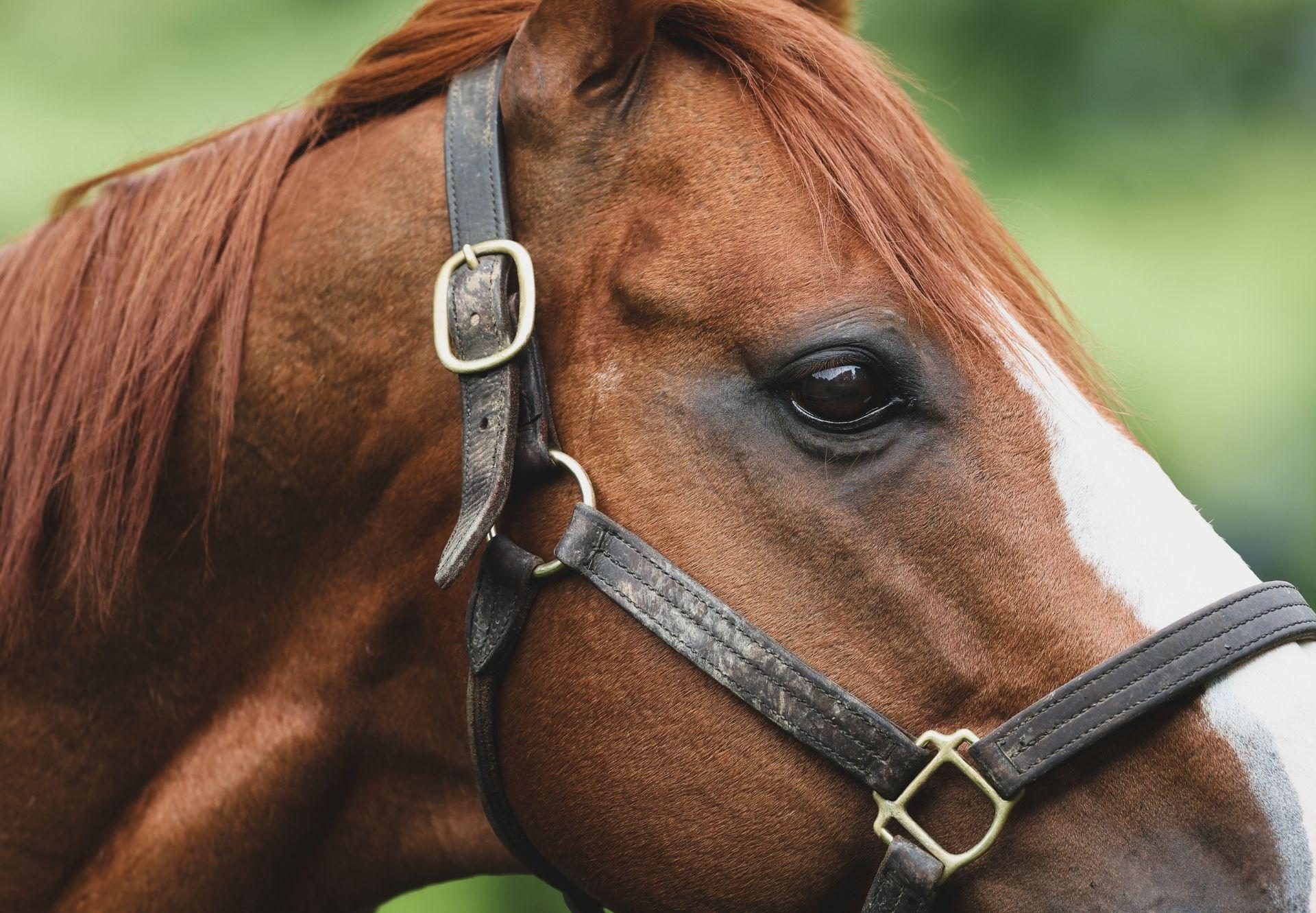 Justify head shot