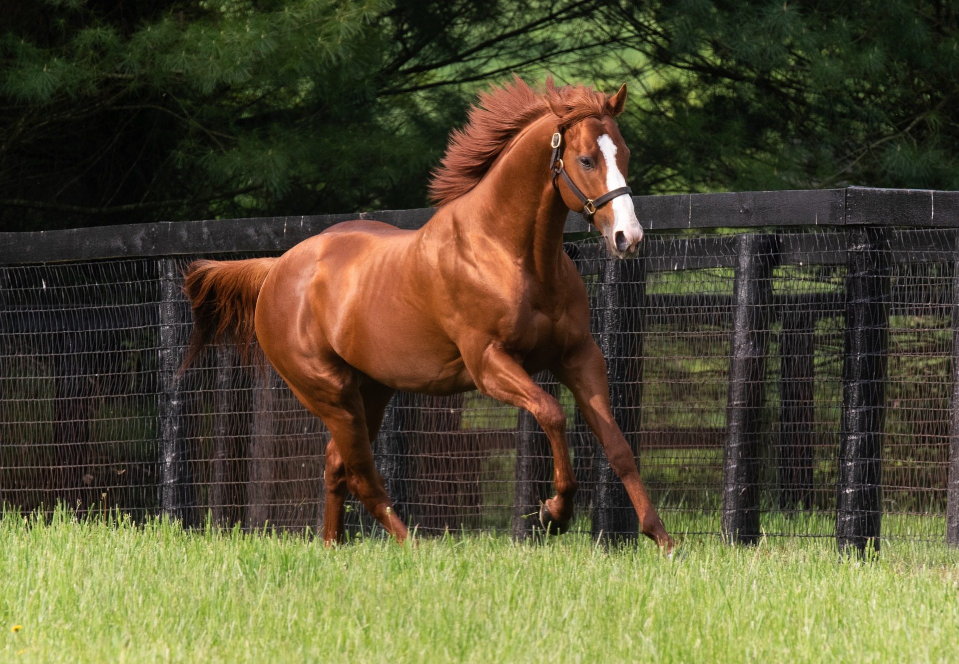 Justify paddock shot