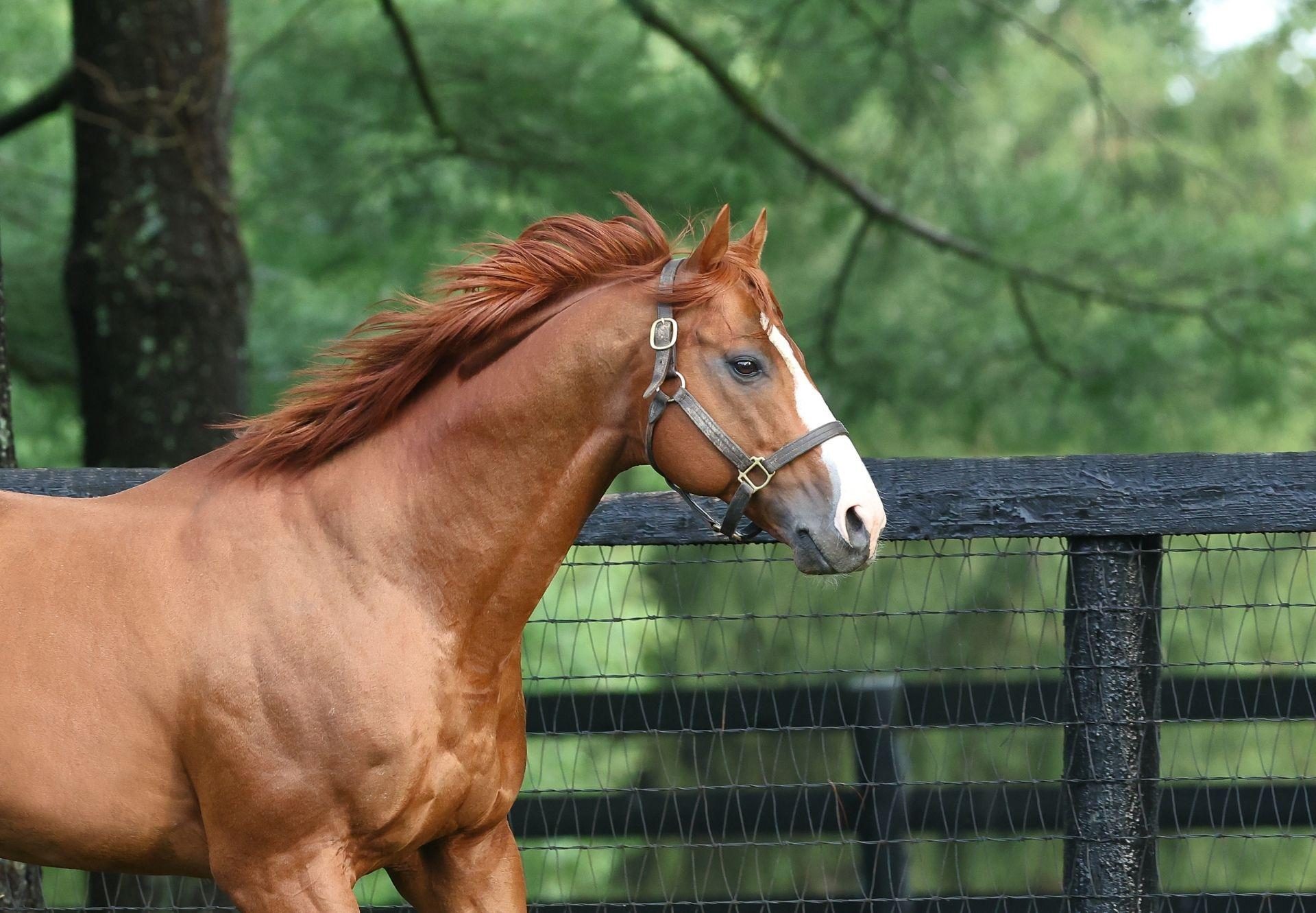 Justify paddock