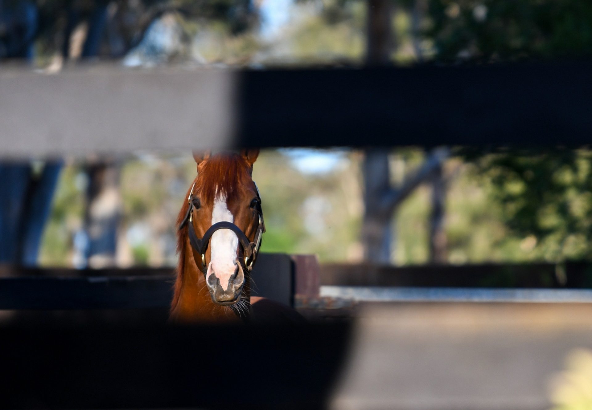 Justify Paddock