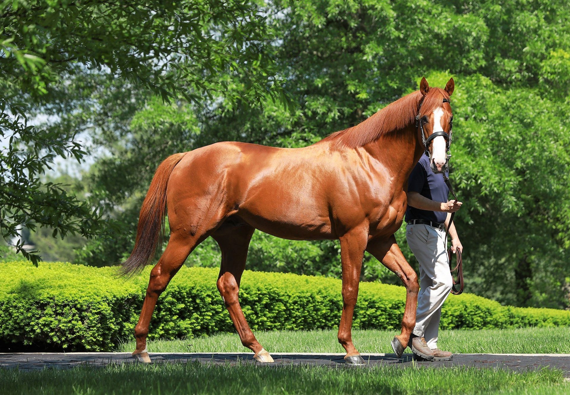 Justify At Stables