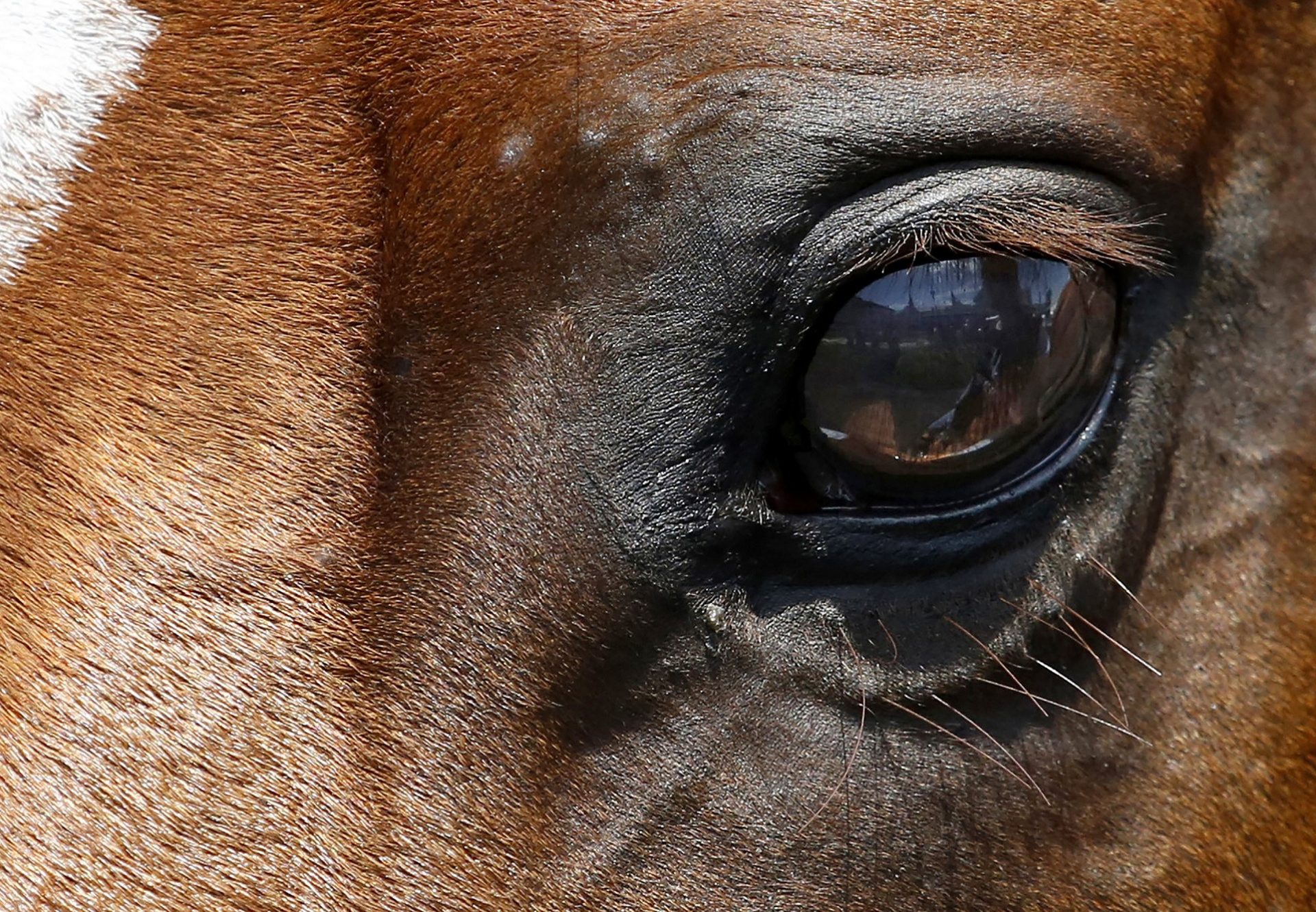 Justify Close Up