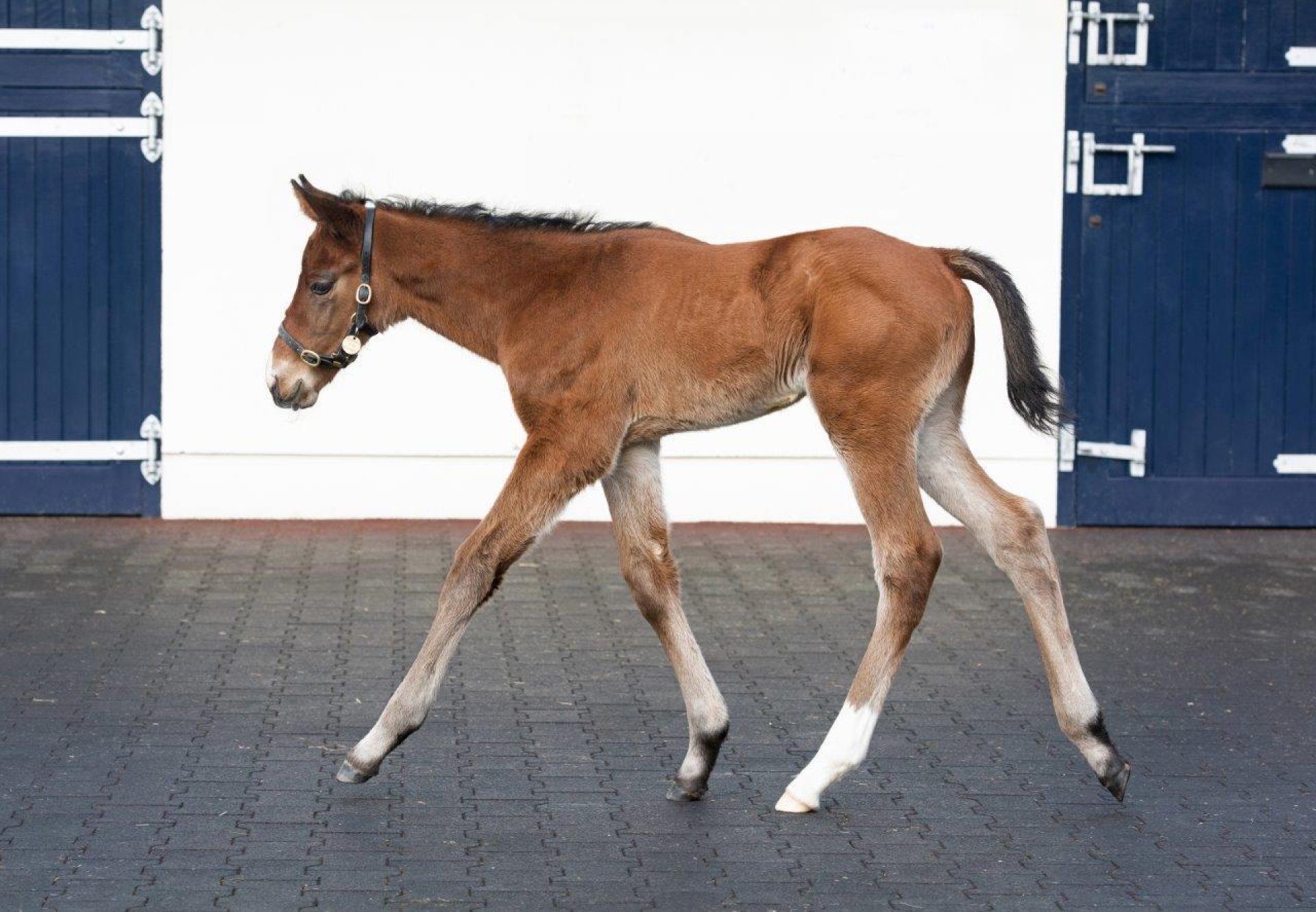 Justify Filly Ex Diamondsandrubies