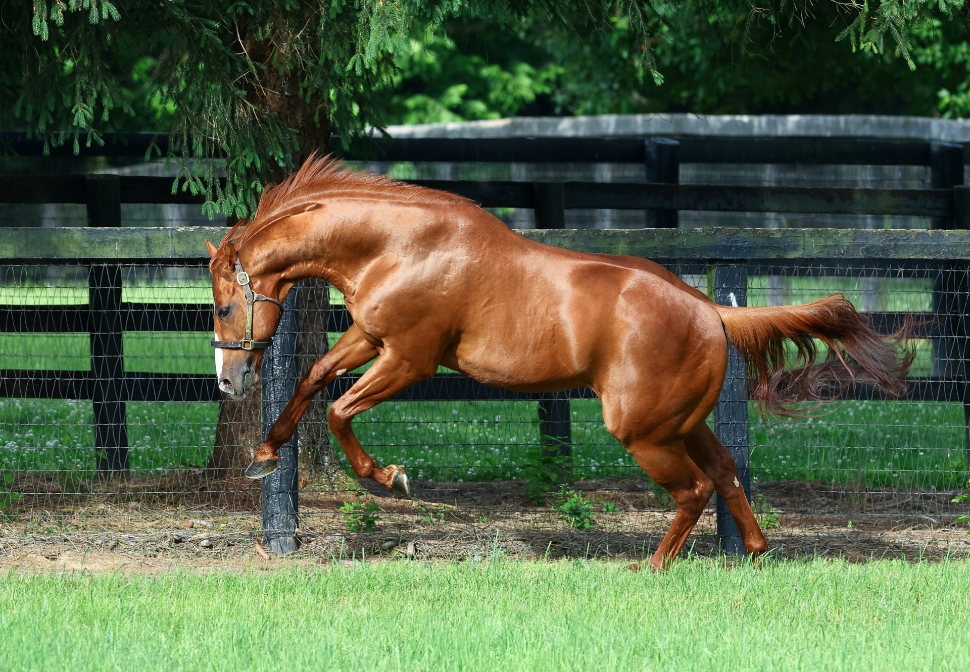 Justify Paddock