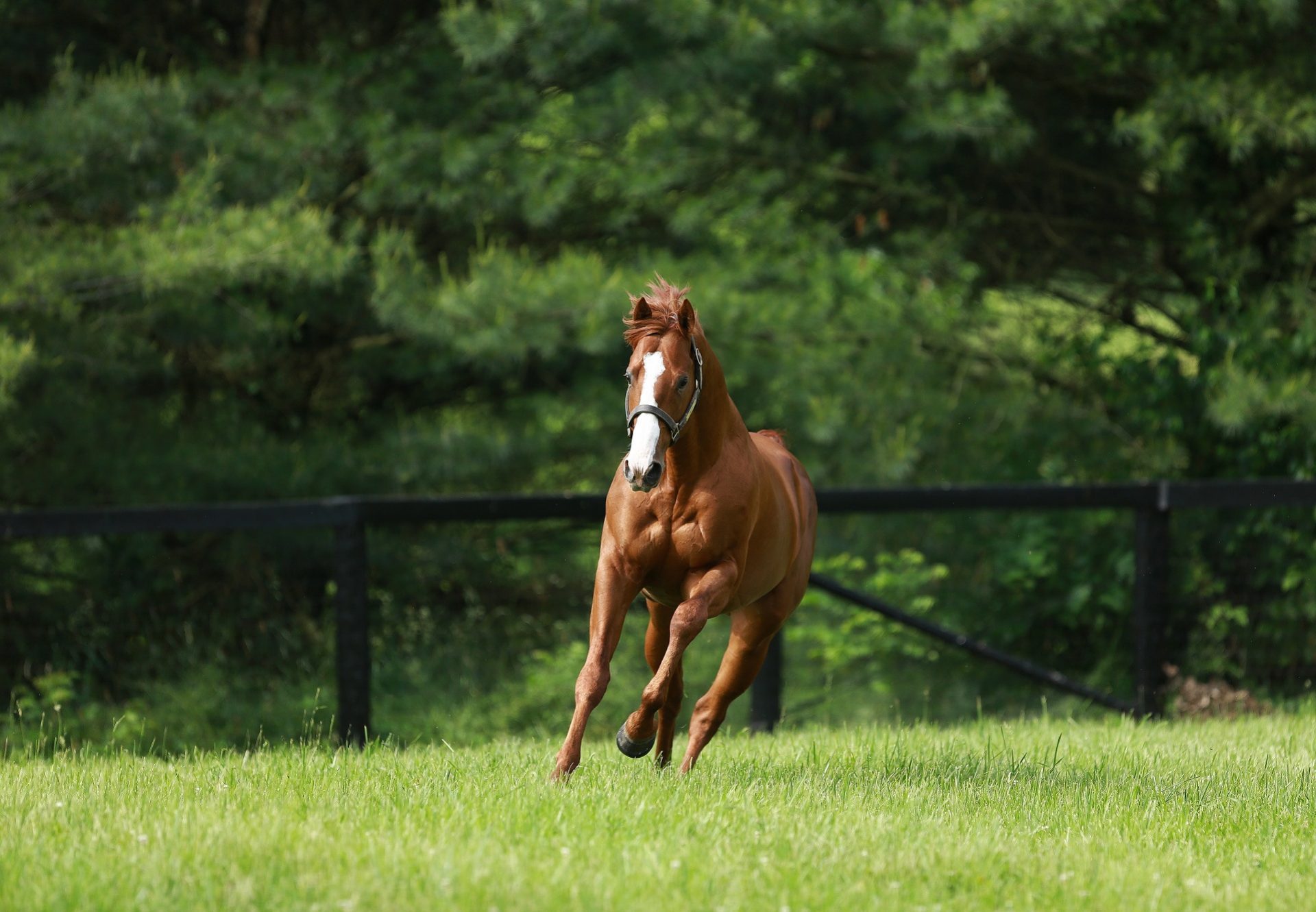 Justify Paddock Web