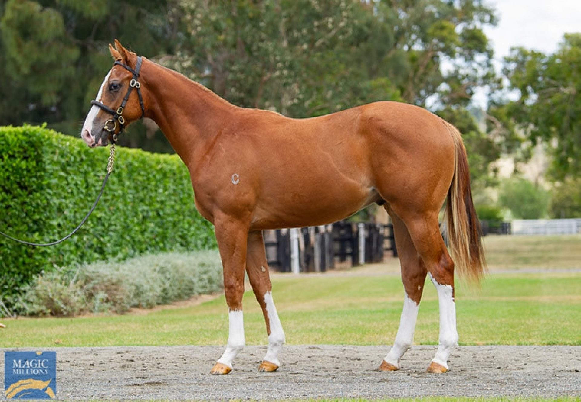 Justify X Champagne Cuddles yearling colt conformation shot