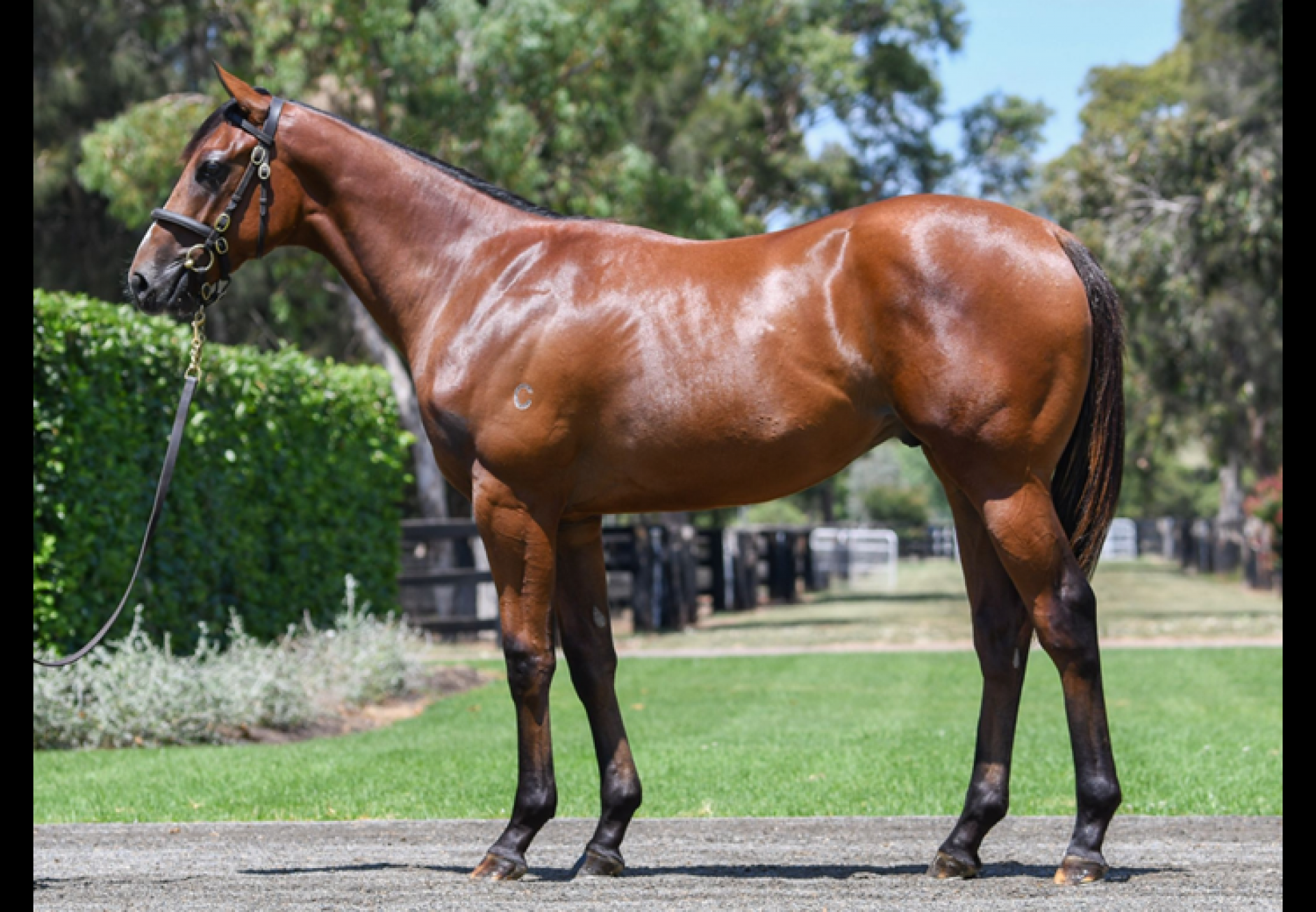 Justify X Extra Olives Yearling Colt