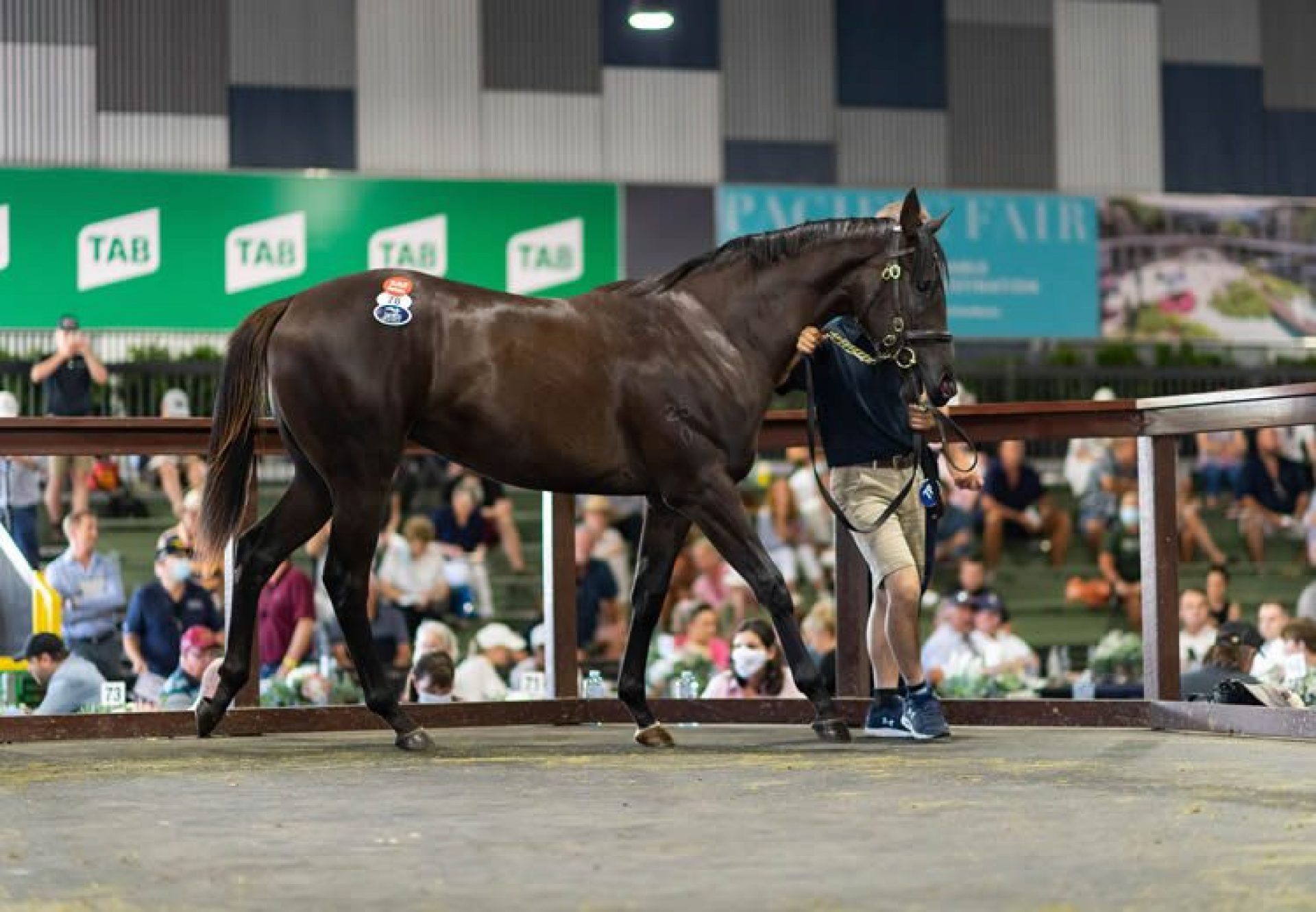 Justify X Global Glamour yearling selling for $900,000 at the Magic Millions