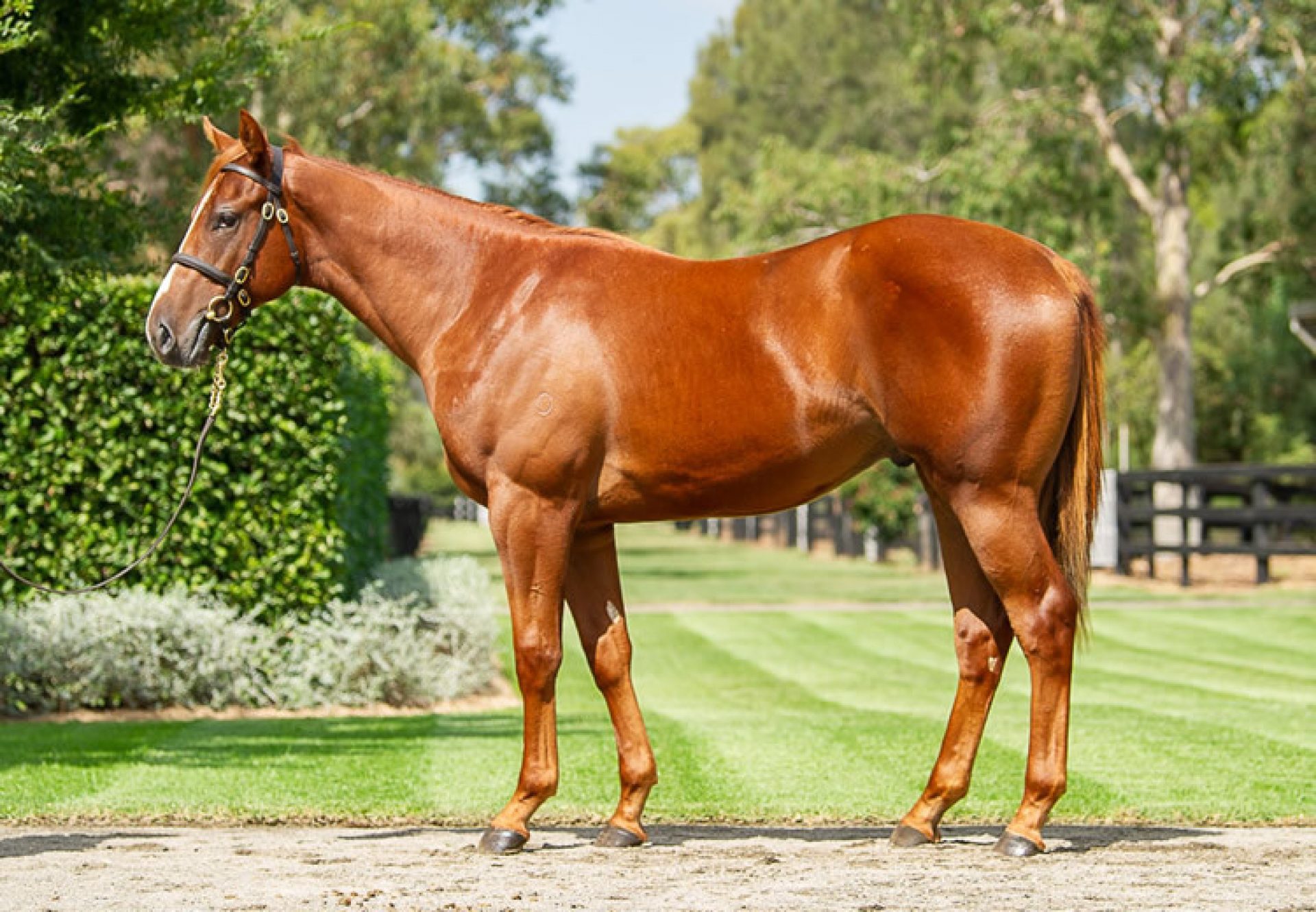 Justify X Nakeeta Jane yearling conformation shot