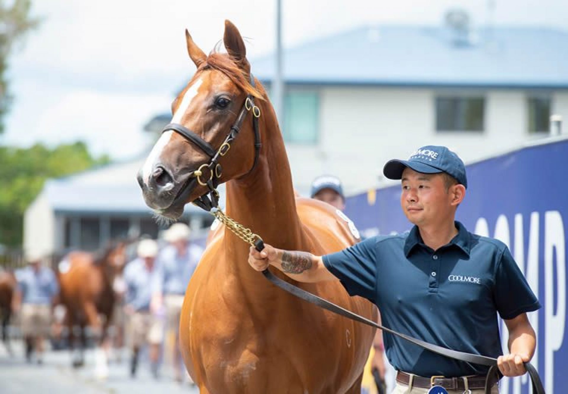 Justify X Sunlight Colt after selling for $1.4 million
