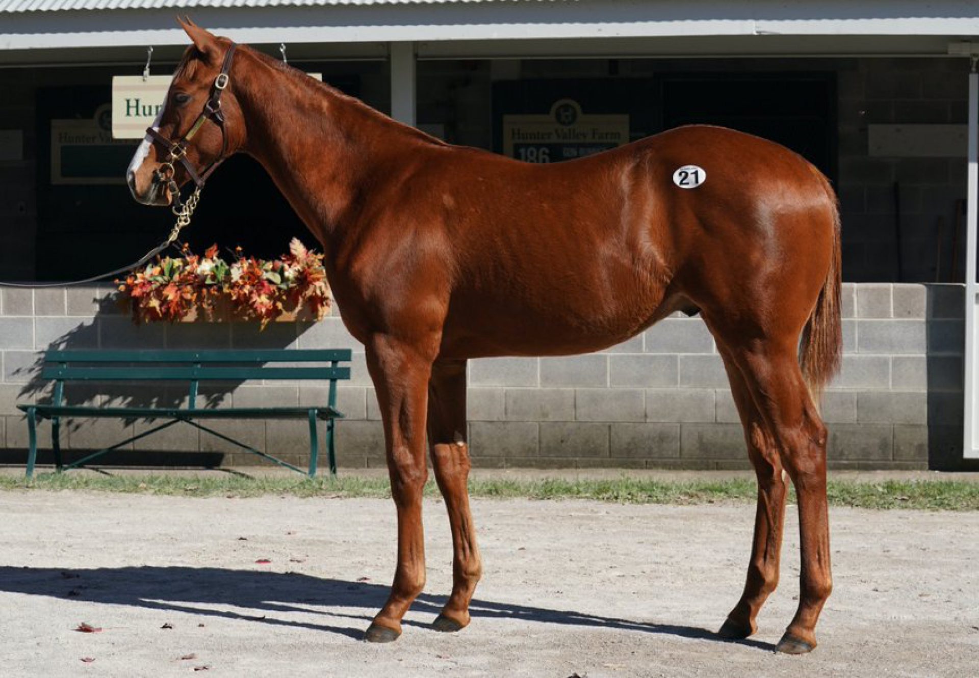 Justify x Groton Circle weanling colt Keeneland Nov 2020