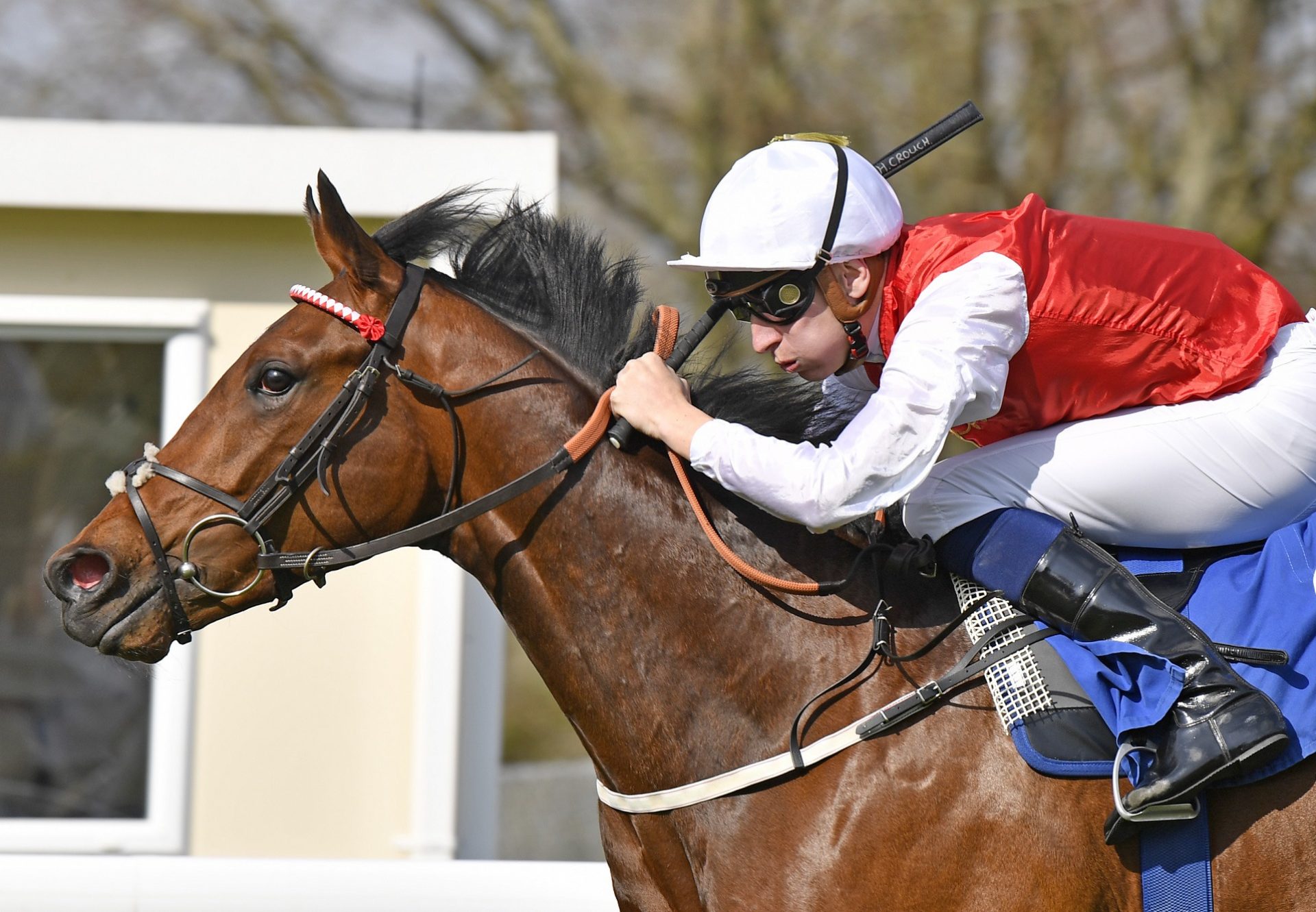 Kaasib (U S Navy Flag) winning at Salisbury