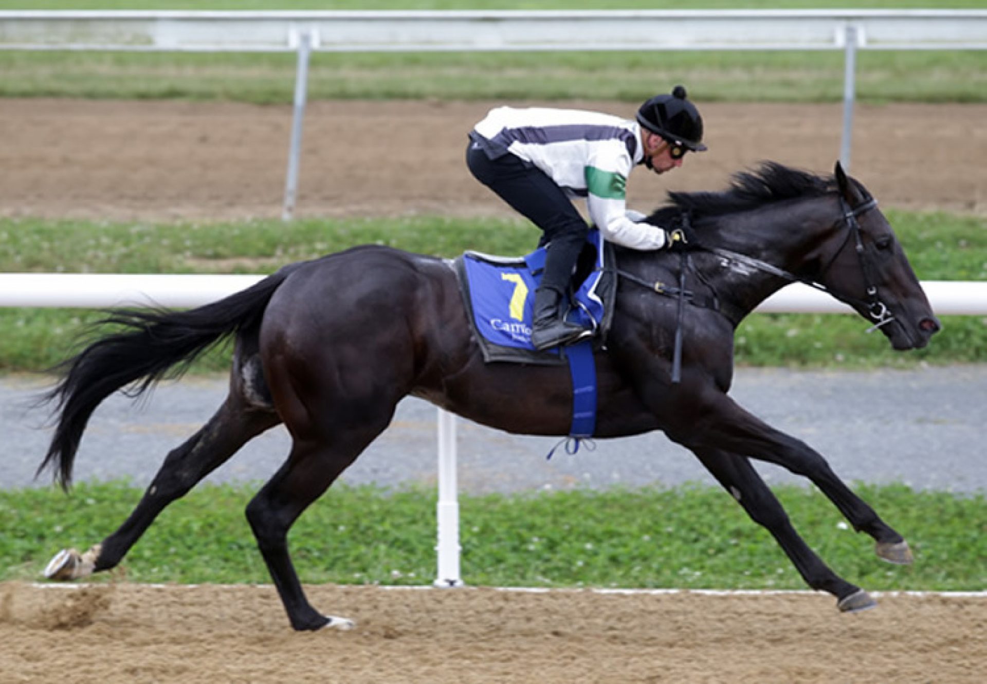 Khufu (American Pharoah) winning a trial at Cambridge