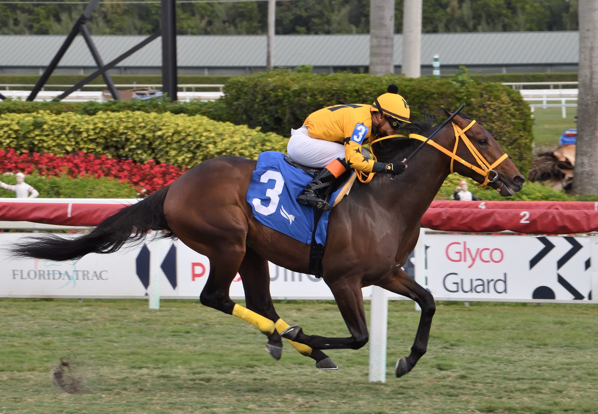 King Of Dreams (Air Force Blue) Breaking Maiden At Gulfstream Park