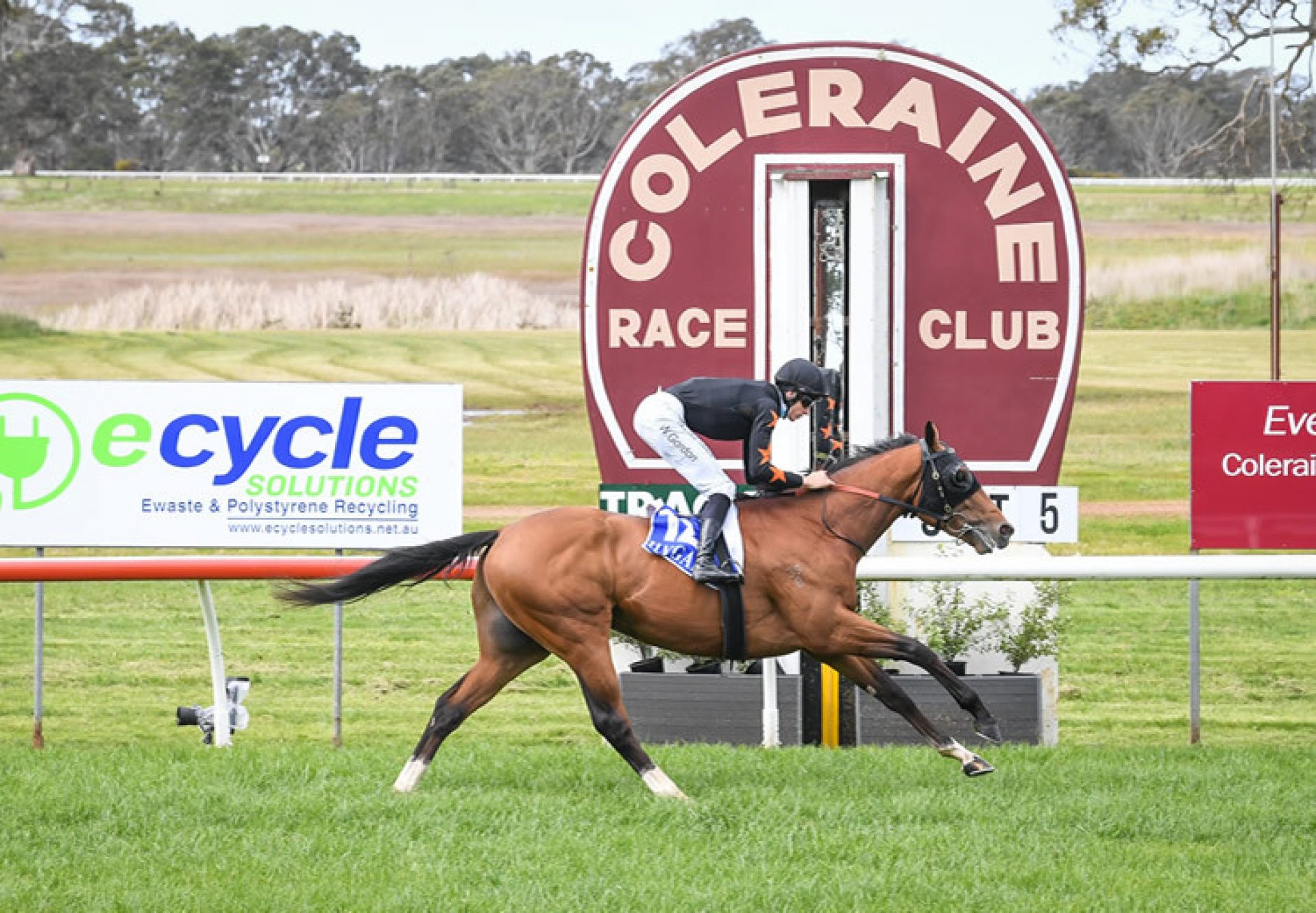 King Of Pharoahs (American Pharoah) wins at Coleraine