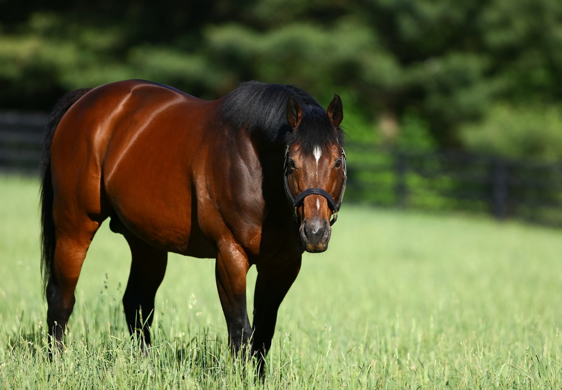 Lookin At Lucky paddock