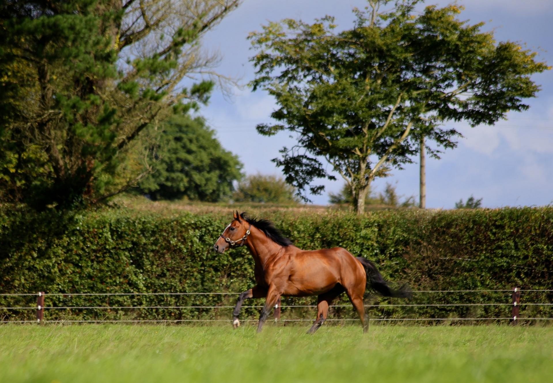 Leading Light paddock