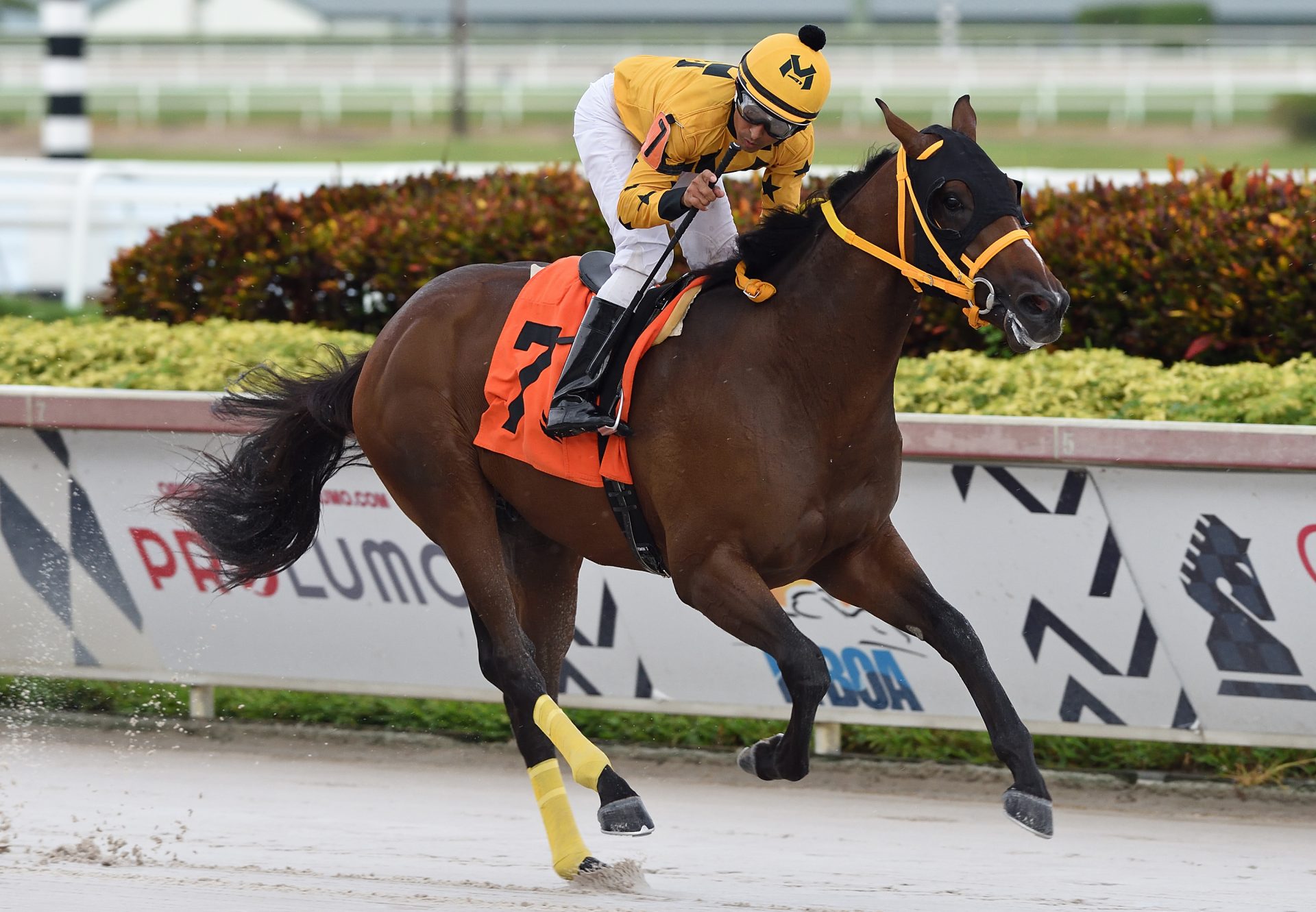 Little Vic (Practical Joke) wins Gulfstream MSW