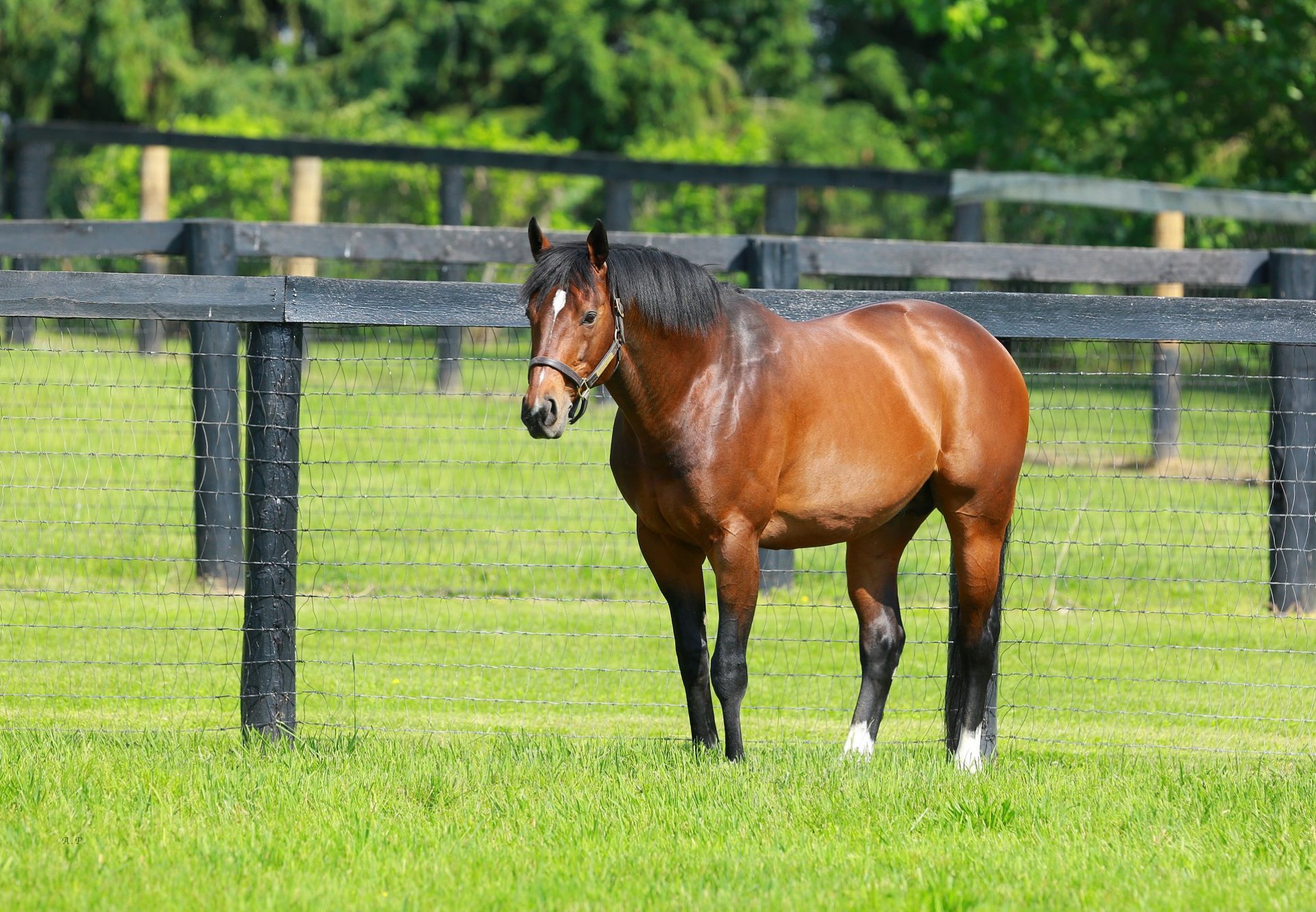 Lookin At Lucky paddock