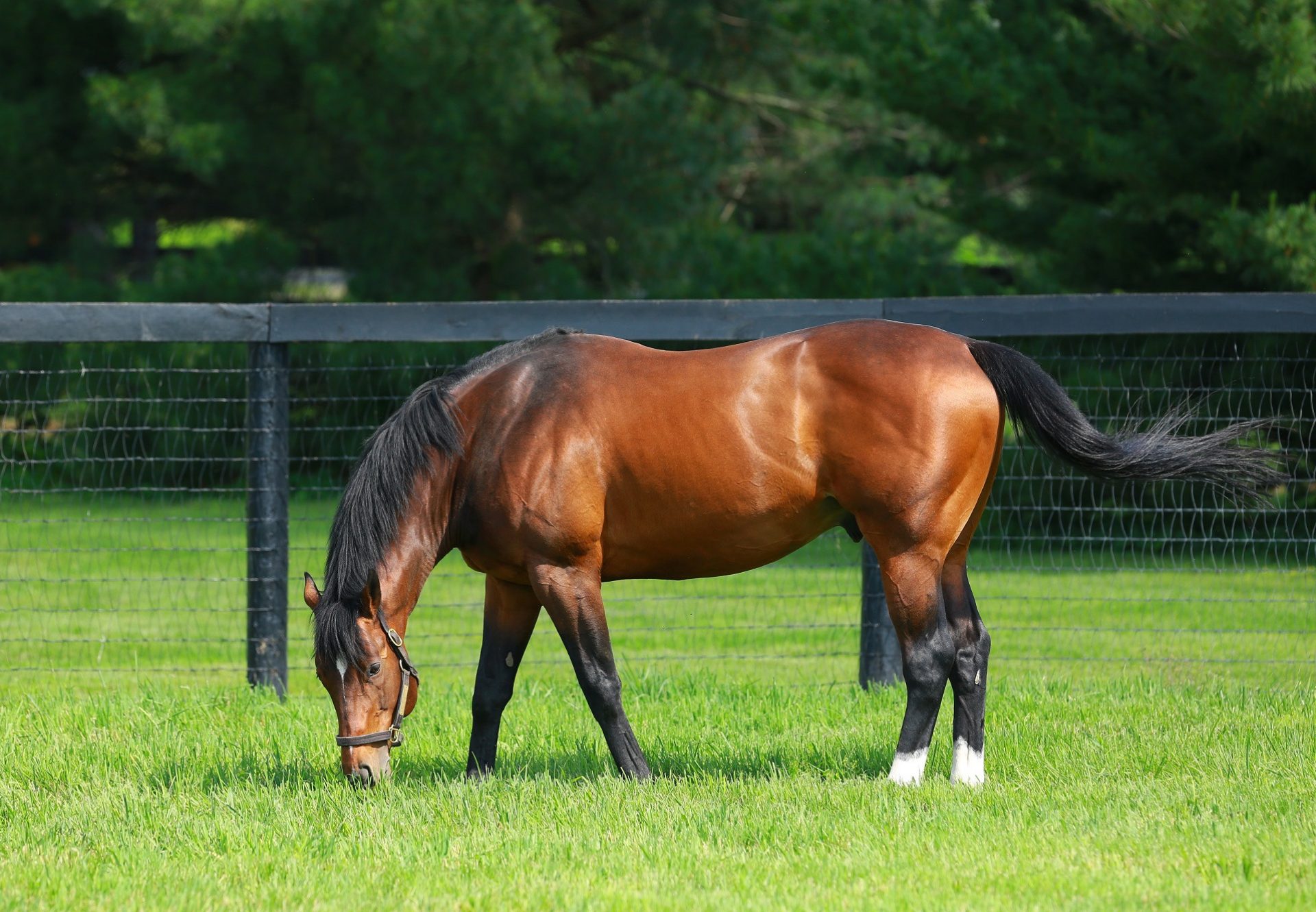 Lookin At Lucky paddock