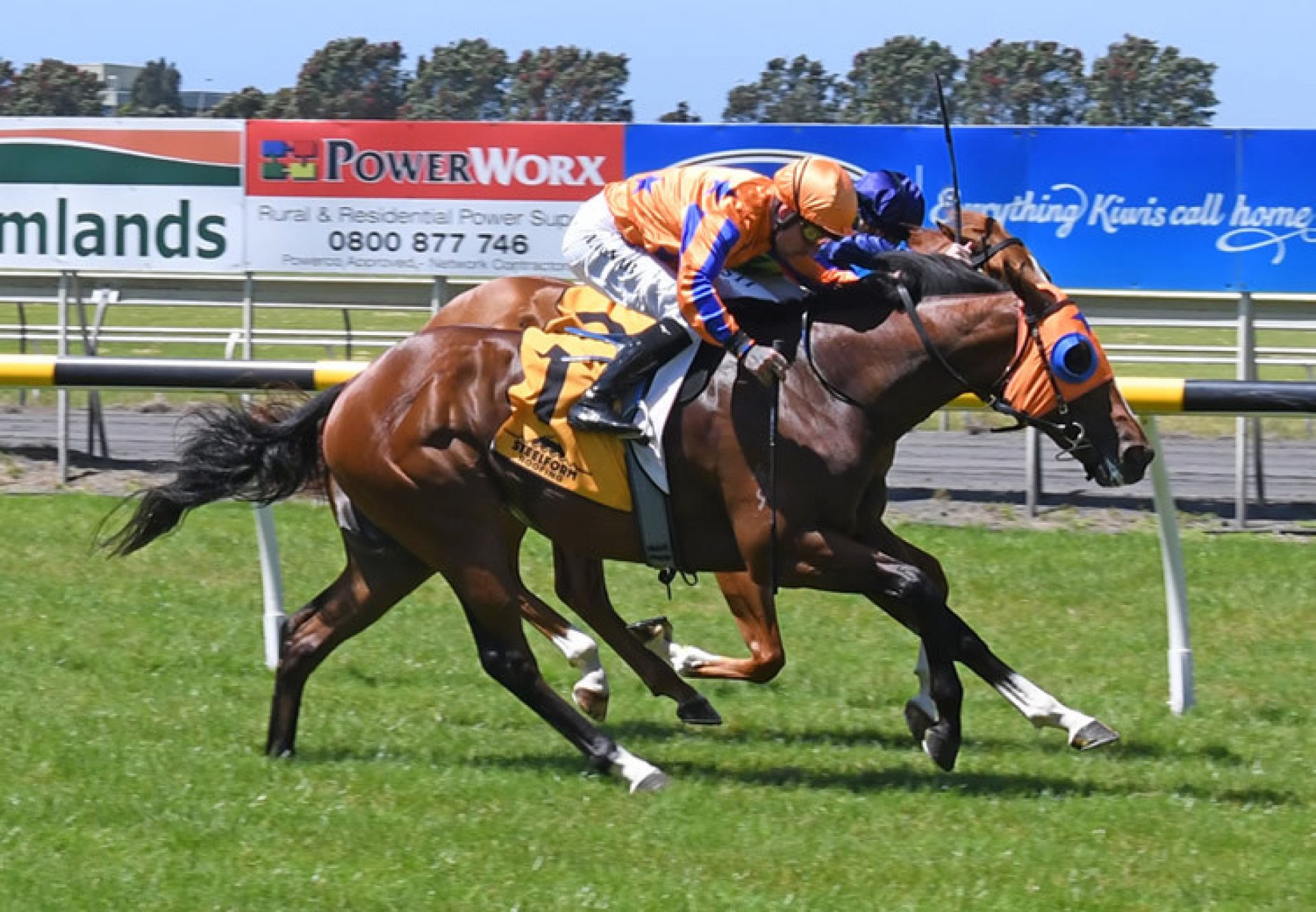 Lord Cosmos (Pierro) winning at New Plymouth