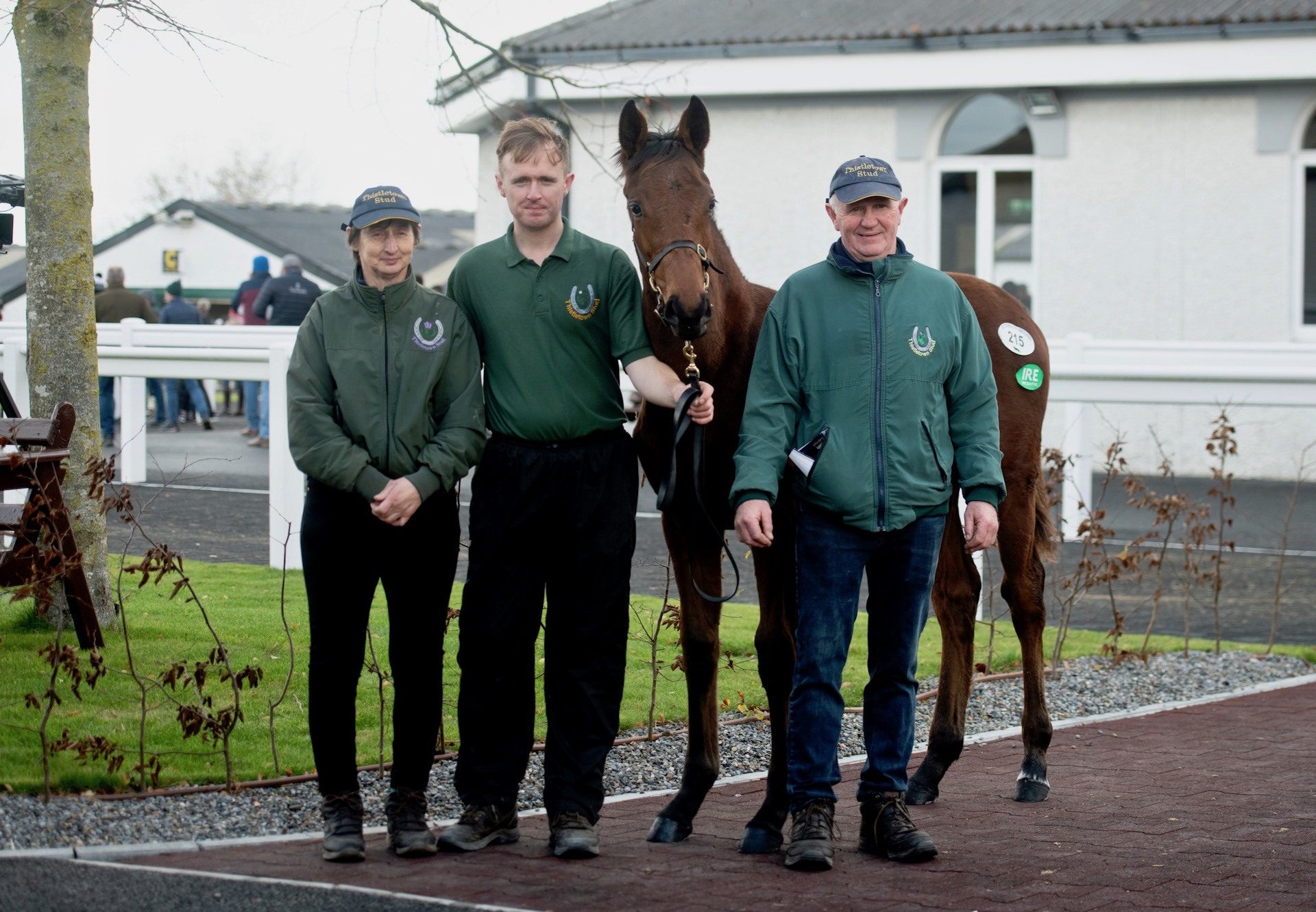 Lot 215 Walk In The Park Colt X Poppy Kay foal