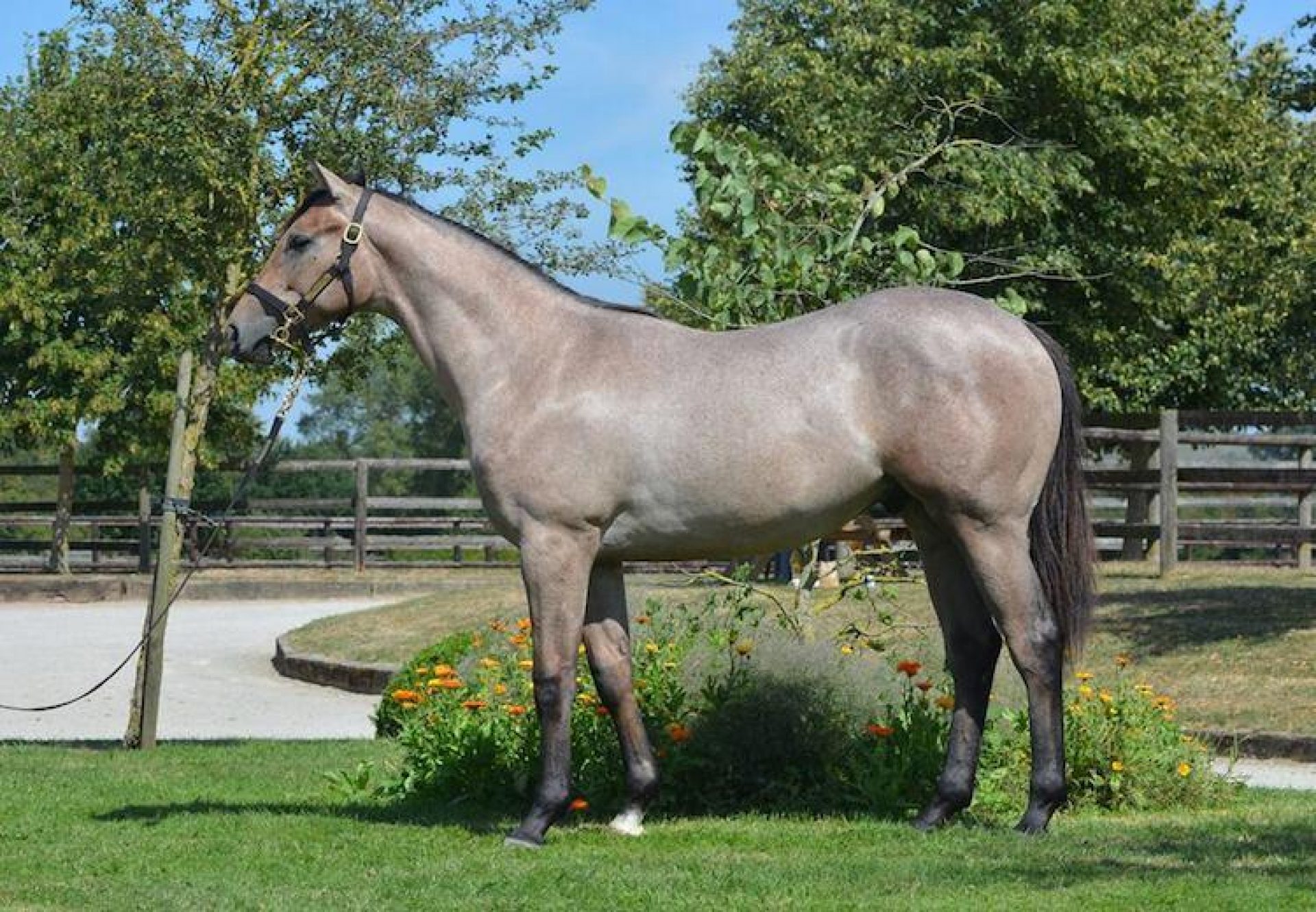 Starspangledbanner ex Glowing Star yearling colt