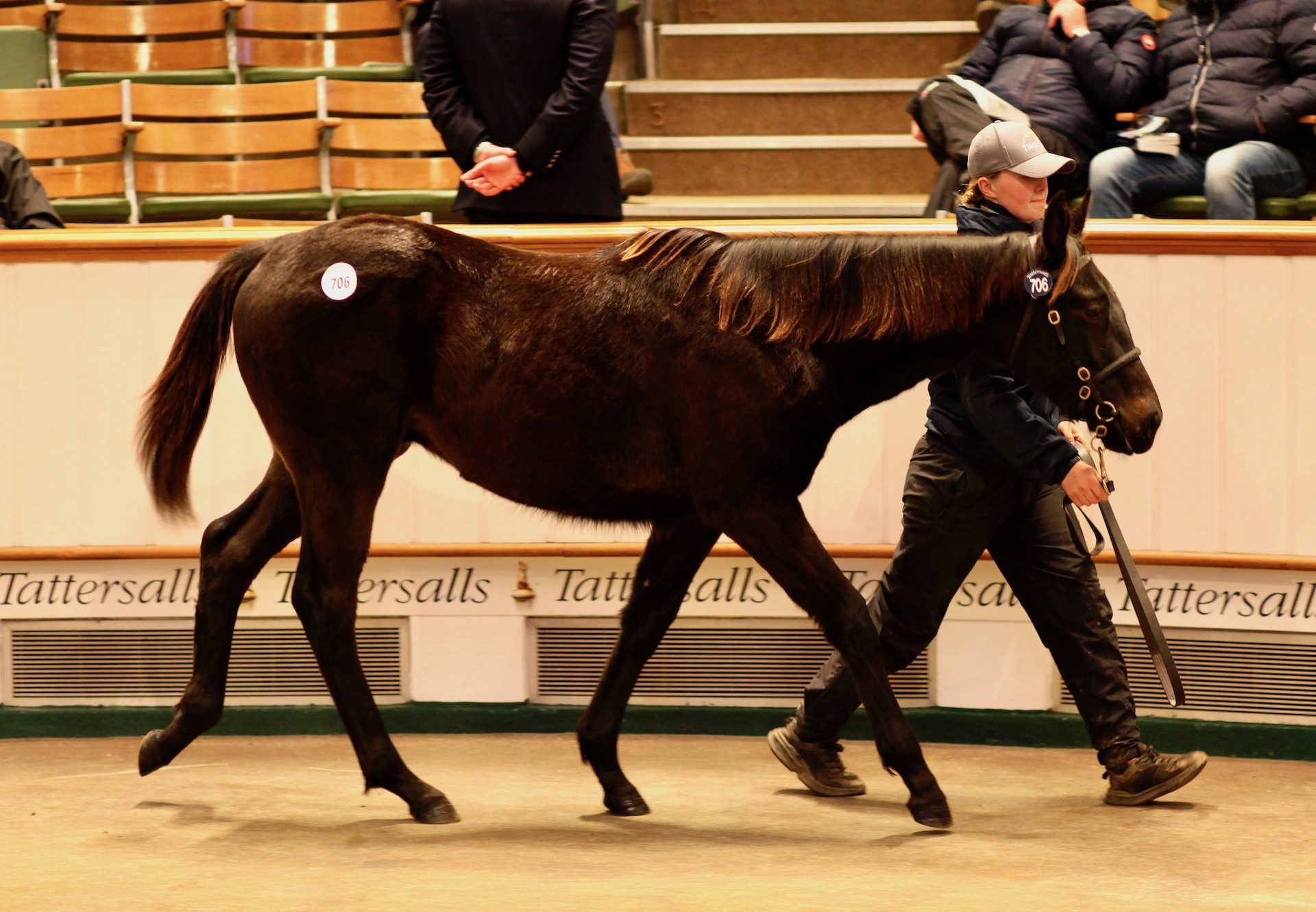 Lot 706 Tatts Dec 2021 Ten Sovereigns Colt Ex Fashion Darling