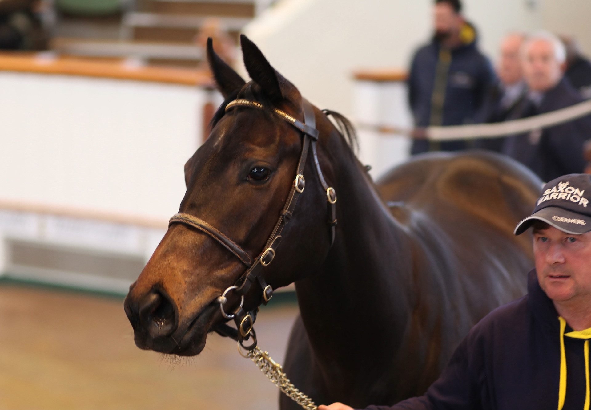 Lot 79 By No Nay Never Sells For 230K At The Tattersalls Craven Sale