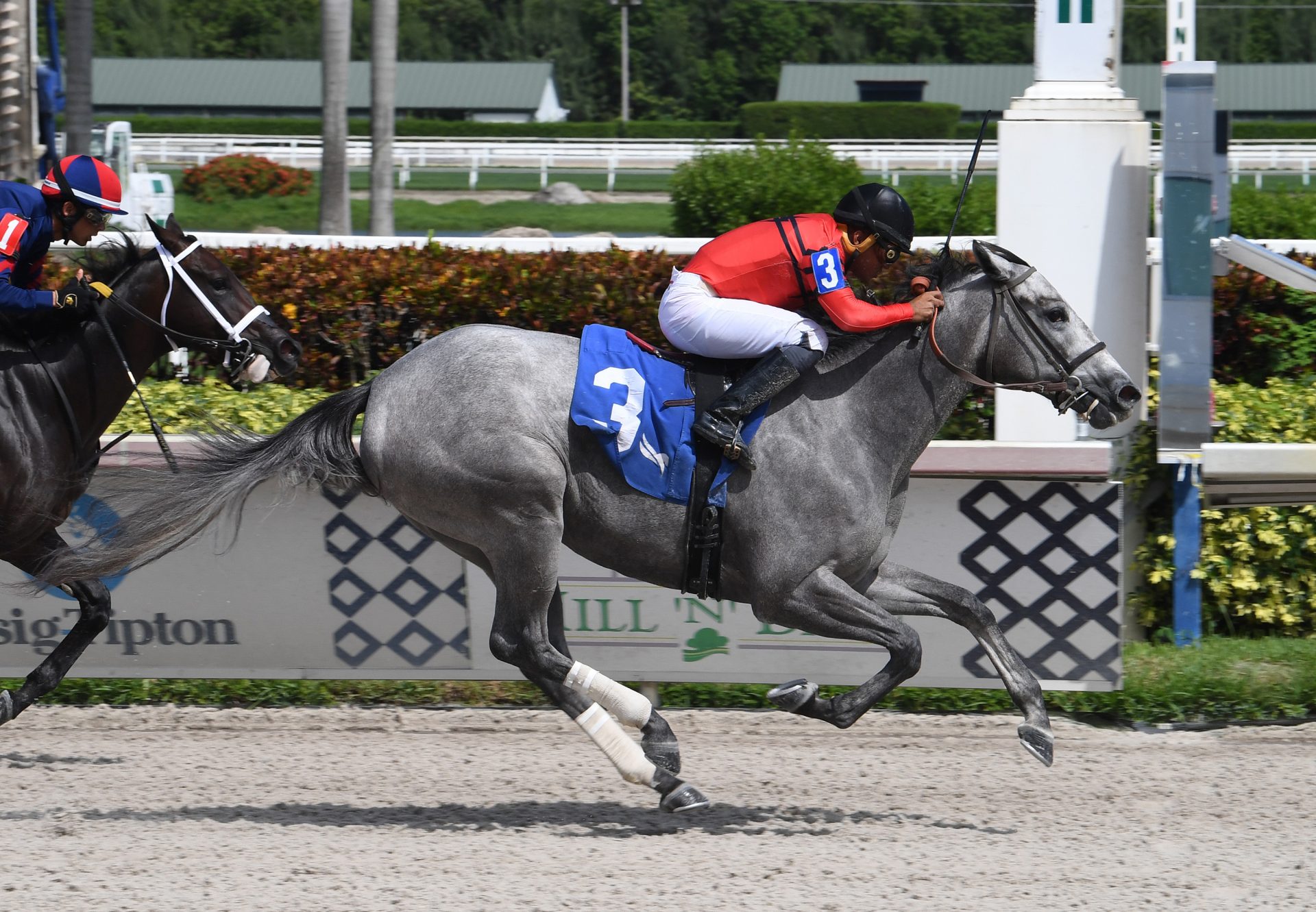 Love Her Lots (Cupid) Wins Gulfstream MSW