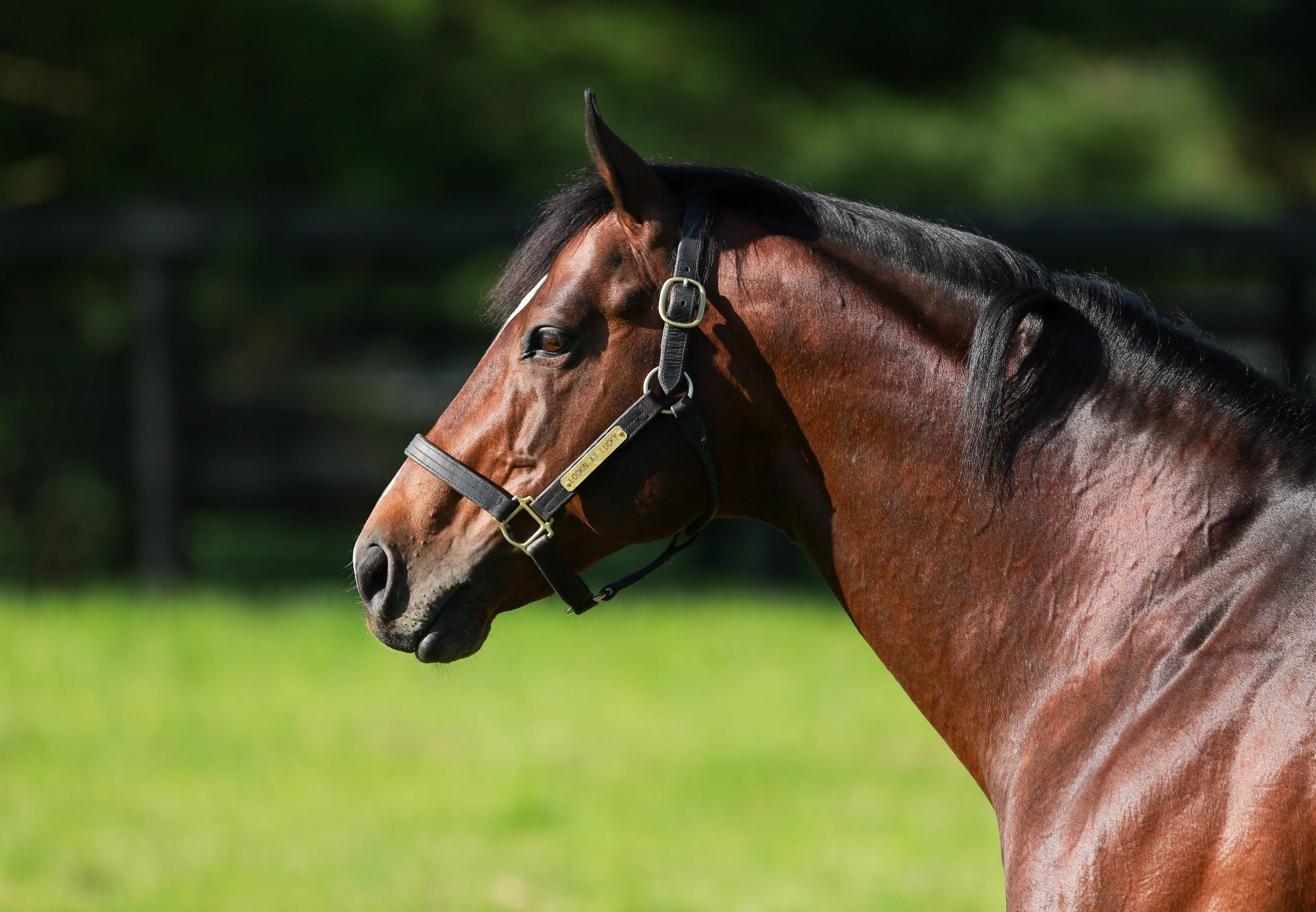 Lookin at Lucky Paddock