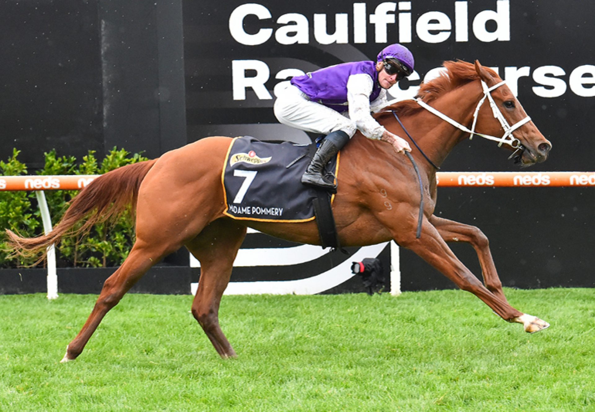 Madame Pommery (No Nay Never) winning the 1000 Guineas at Caulfield