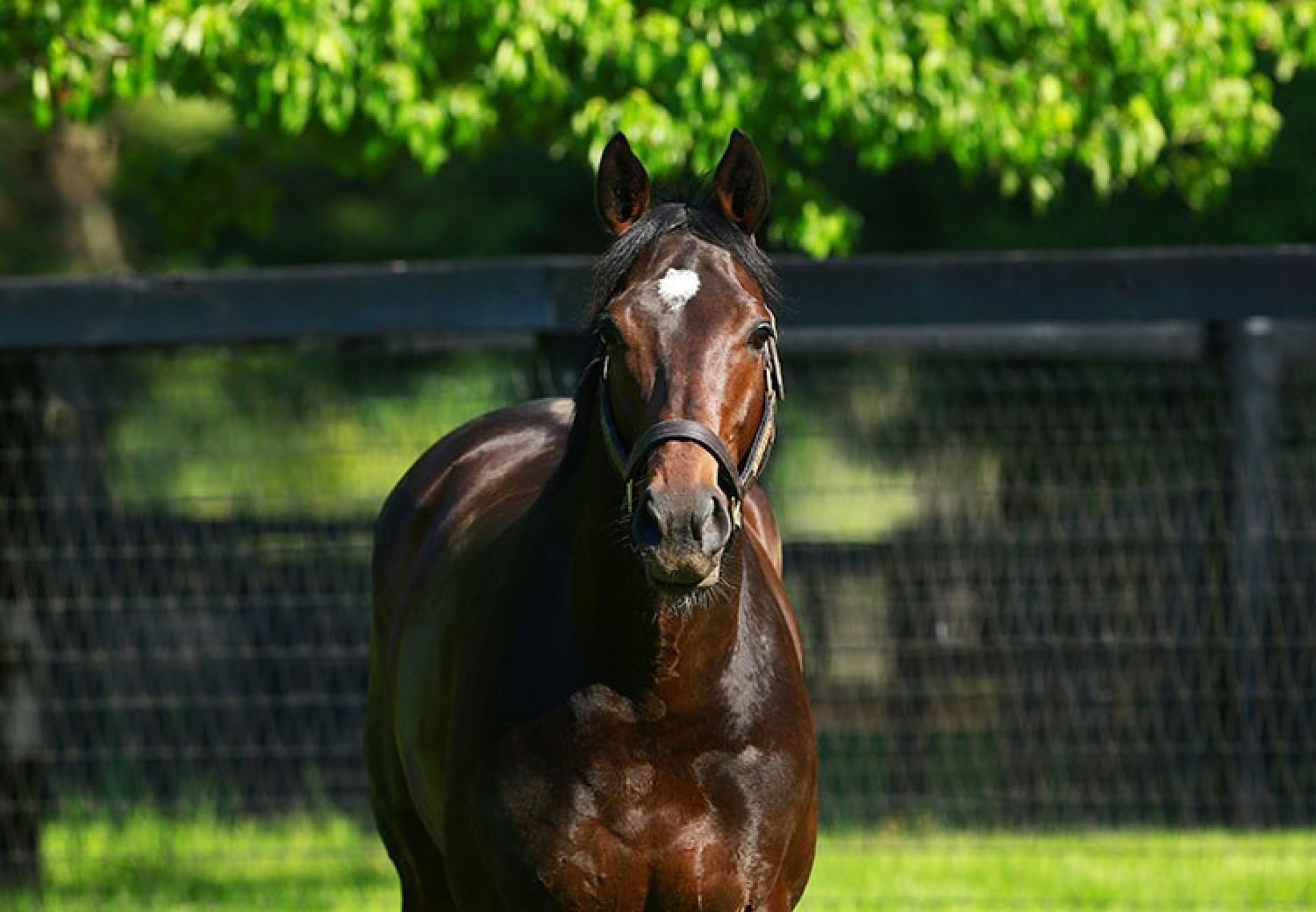 Magician Paddock Shot