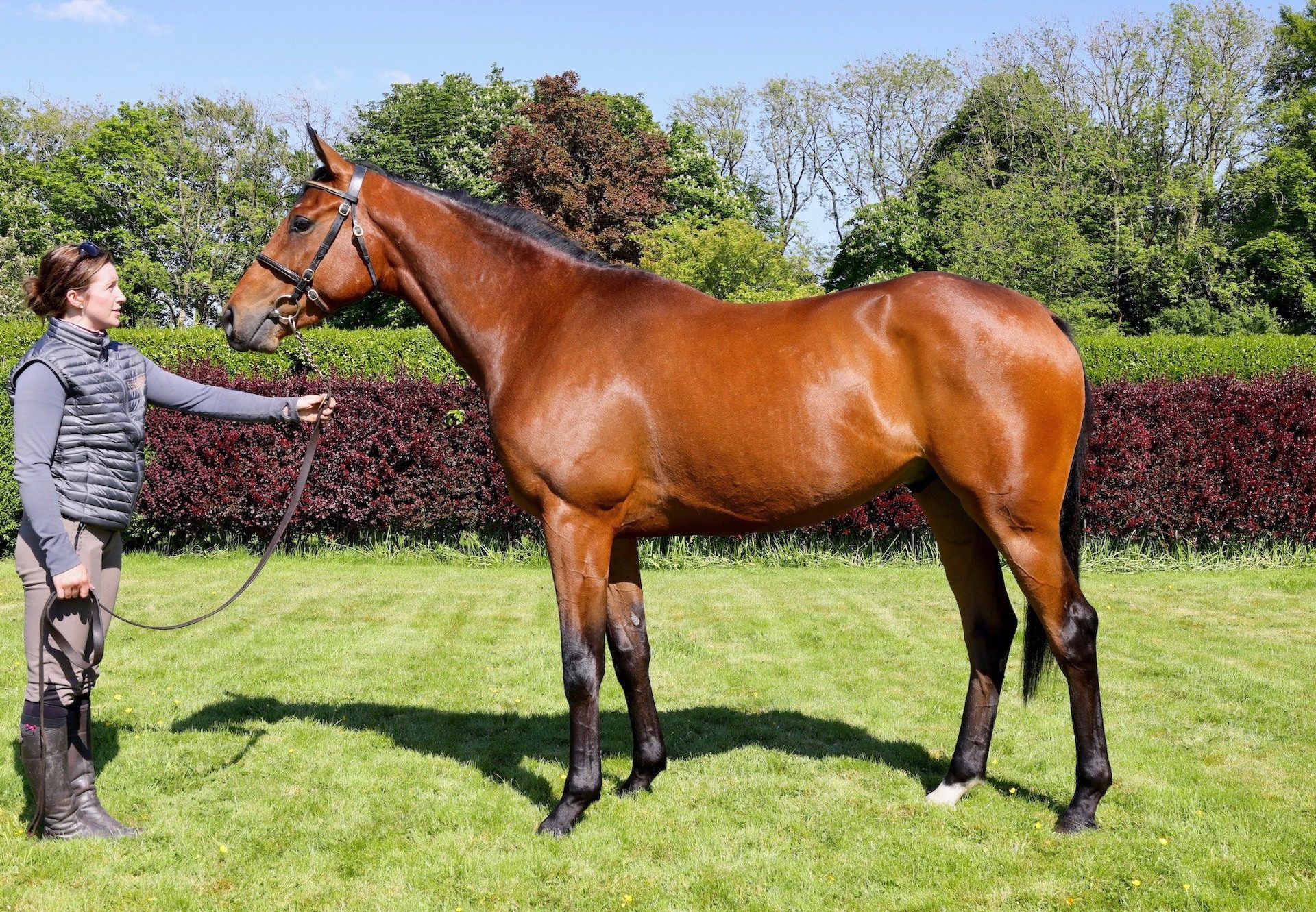 Mahler X Pretty as a Picture Lot 171 Goffs Land Rover conformation shot