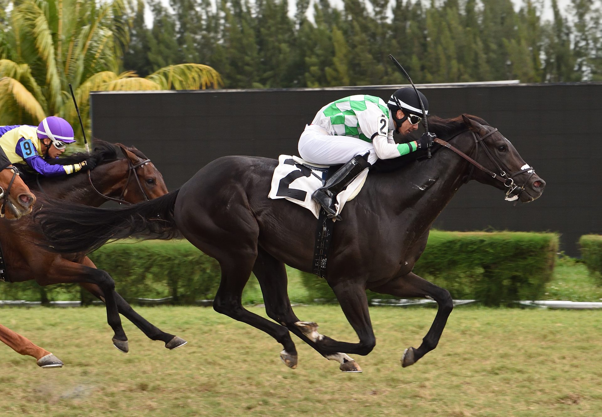 Major Frontier (Air Force Blue) Breaking Maiden At Gulfstream Park West