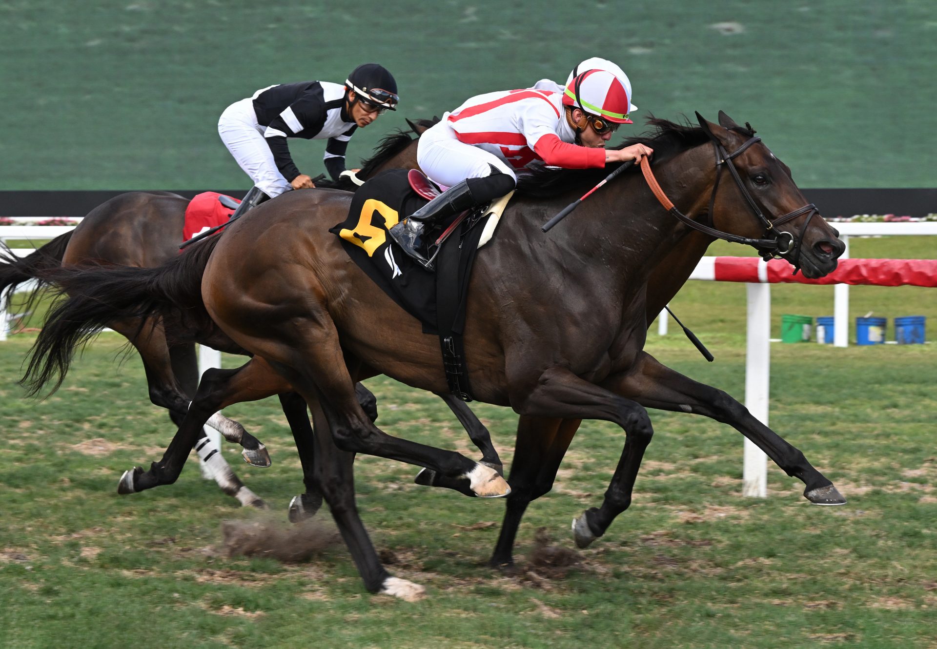 Marketsegmentation (American Pharoah) wins the Sand Springs Stakes Gulfstream Park