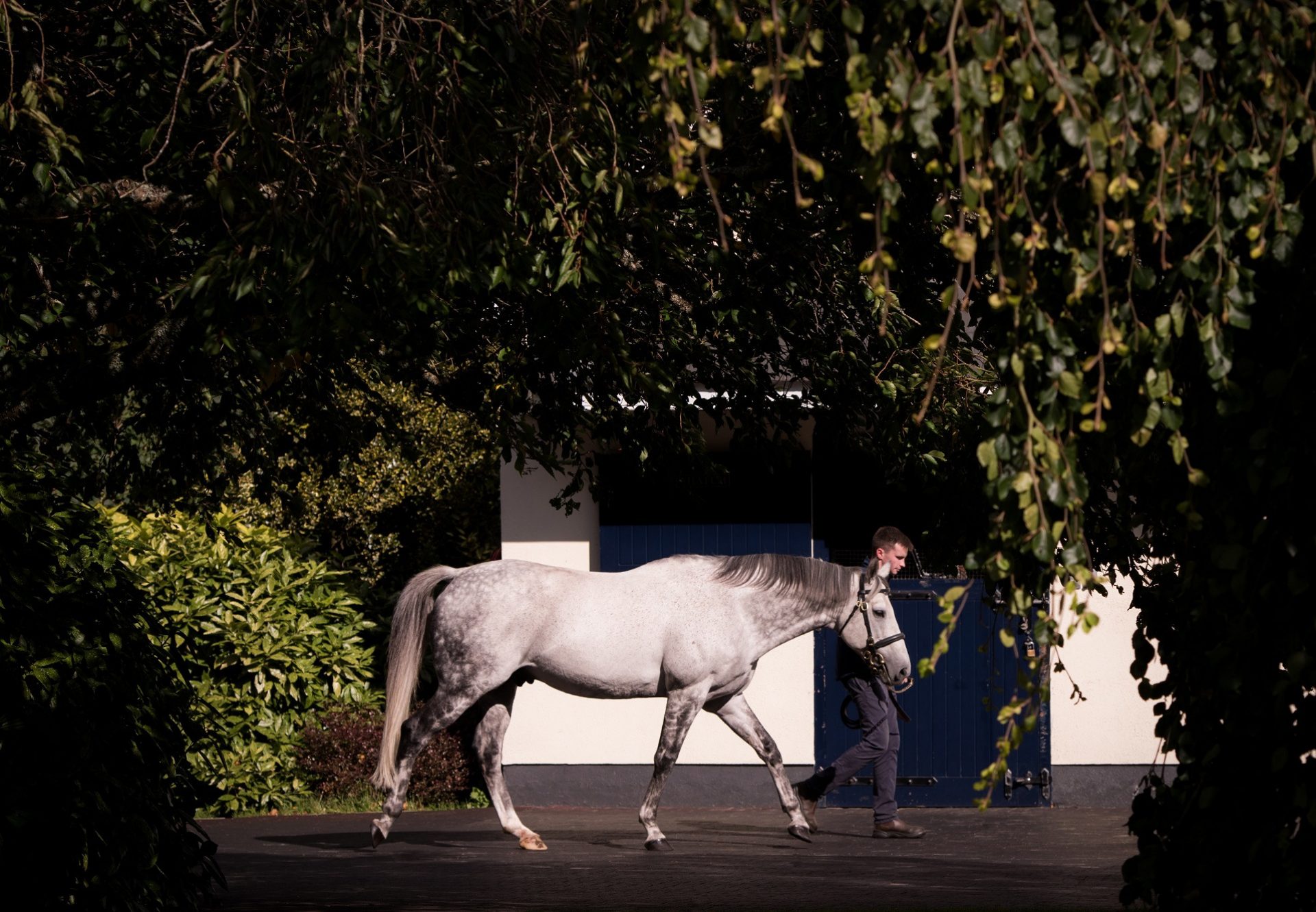 Mastercraftsman Stallion Yard