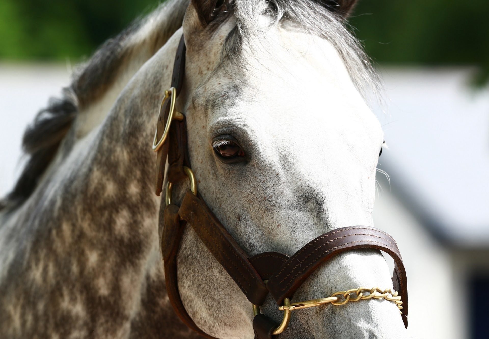 Mastercraftsman Close Up