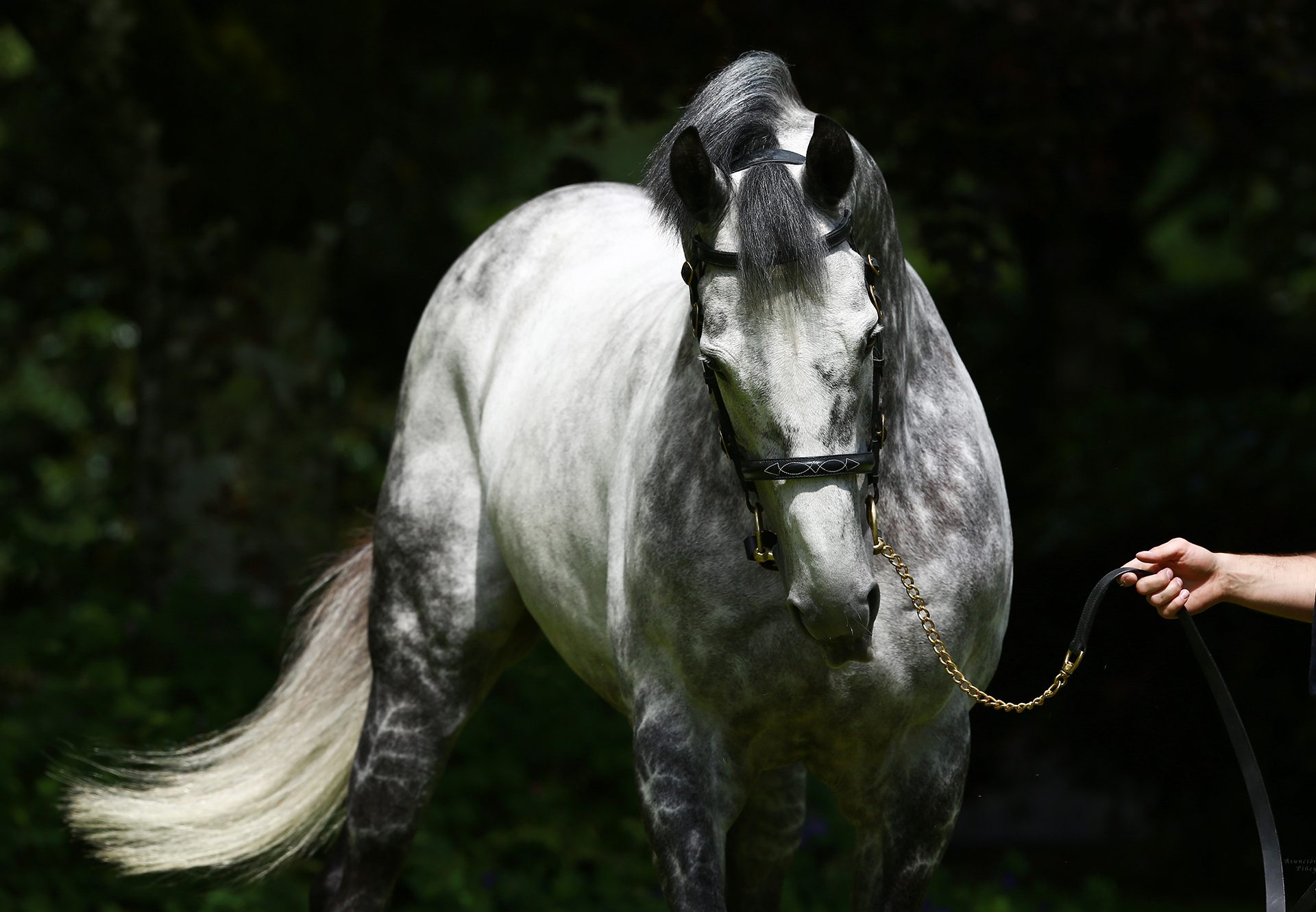 Mastercraftsman Head Shot