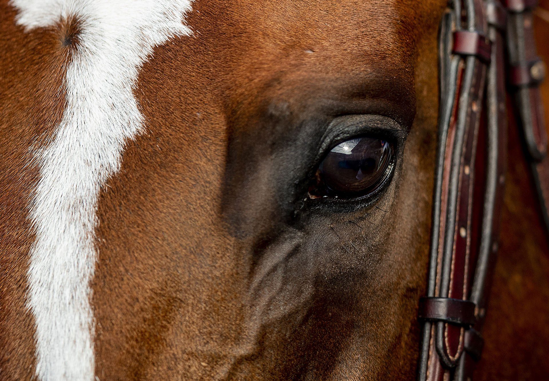 Maximum Security Head Close Up Web