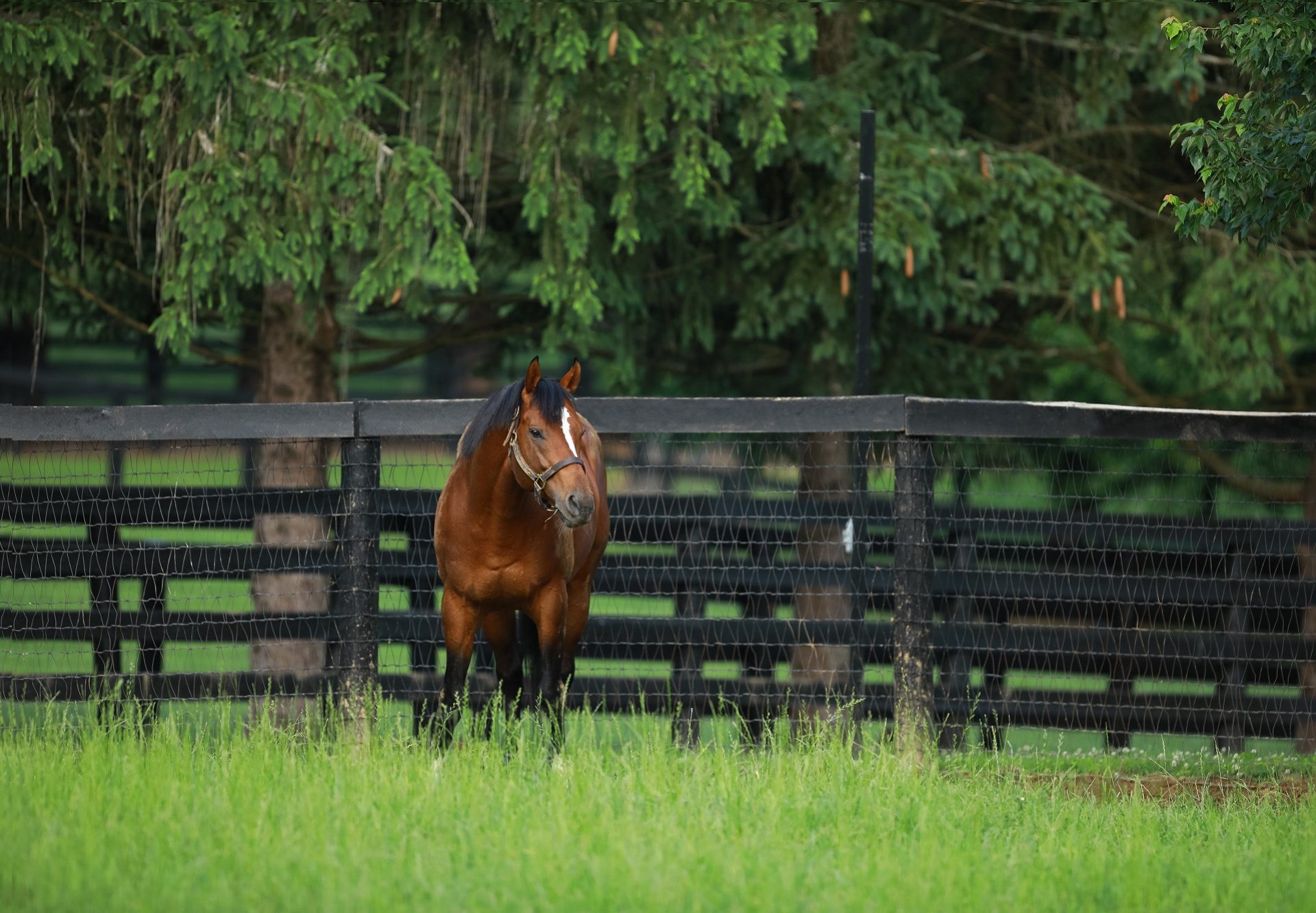 Maximum Security Paddock