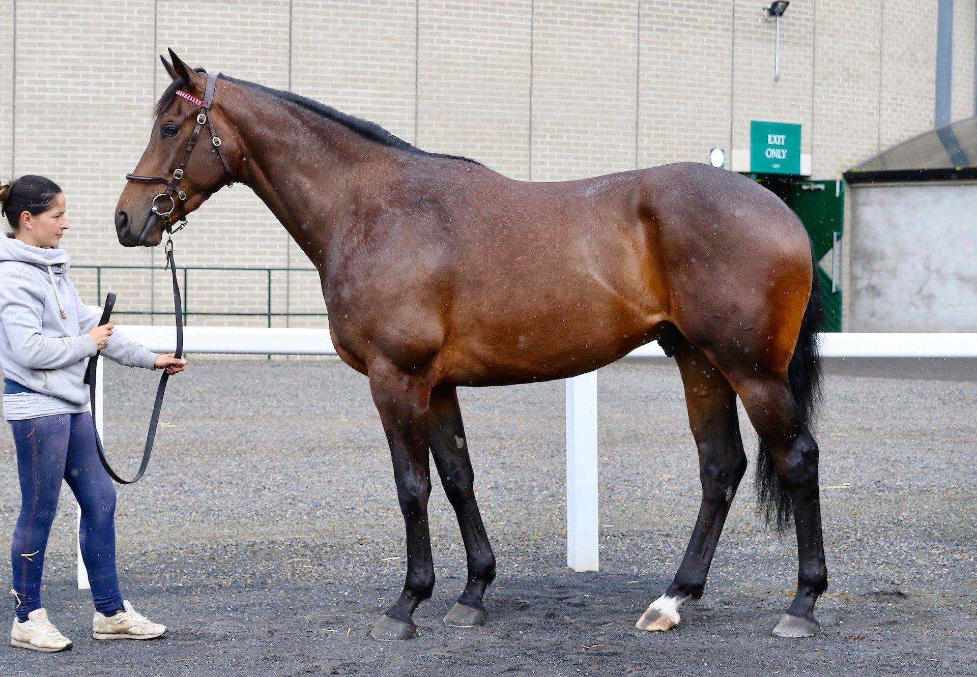 Maxios Gelding Ex All About Love conformation shot