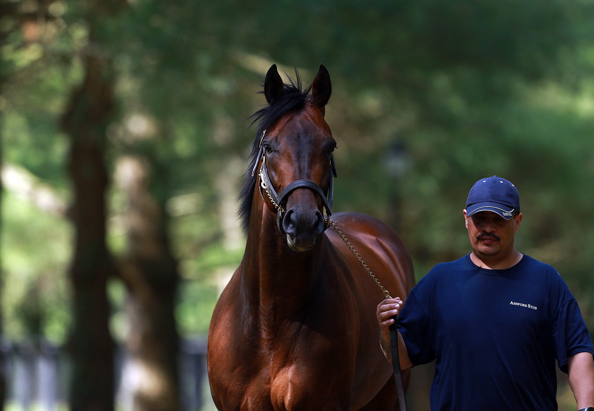 Mendelssohn Back To Stables