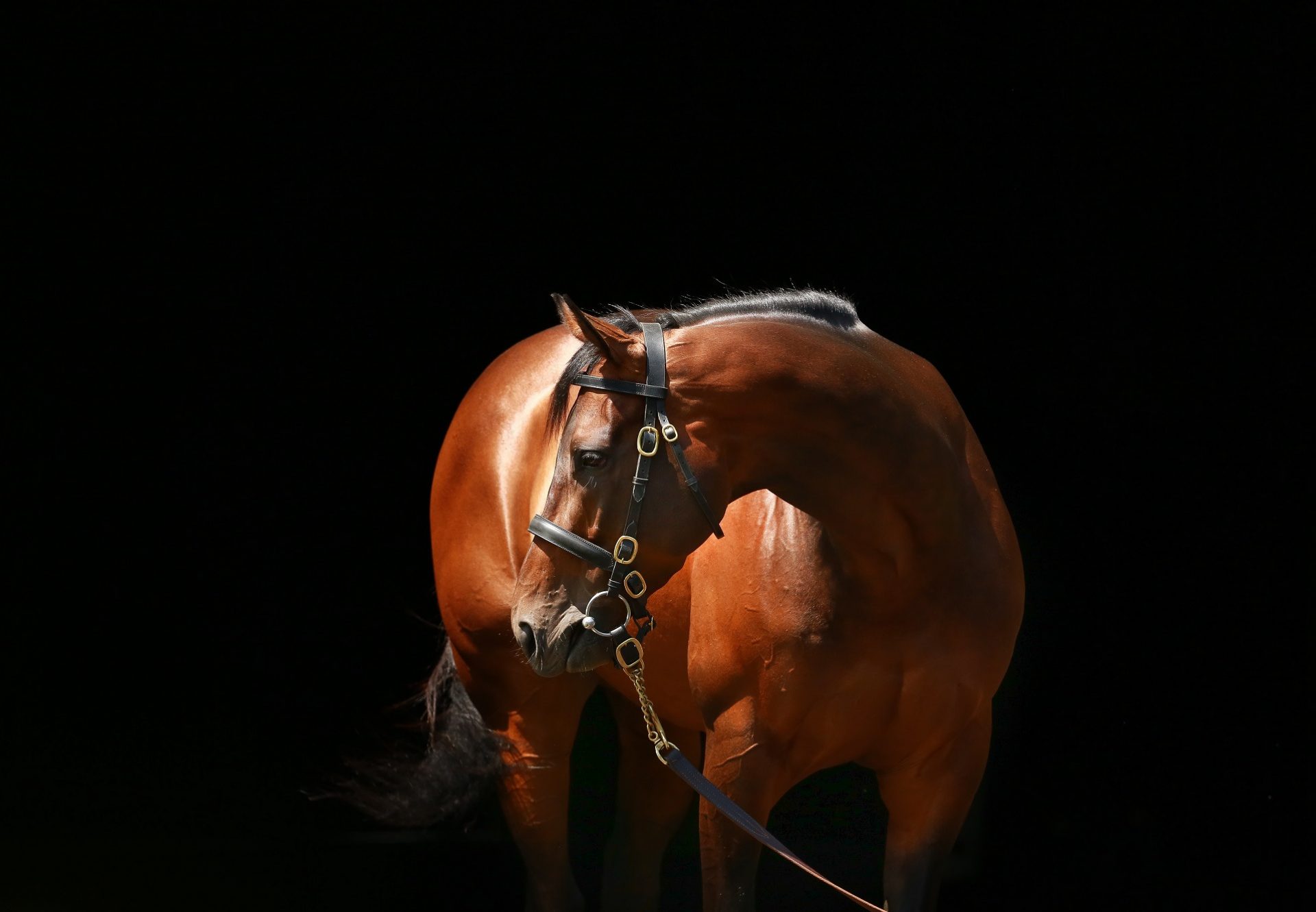 Mendelssohn Head Shot