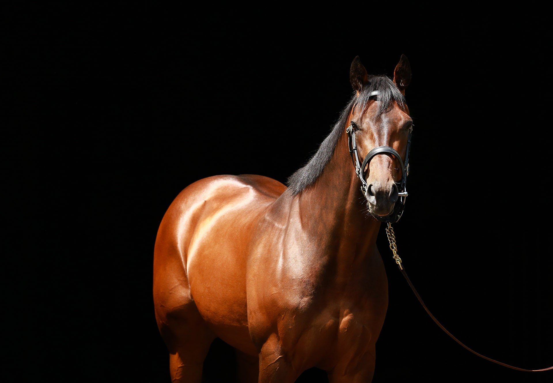 Mendelssohn Head Shot